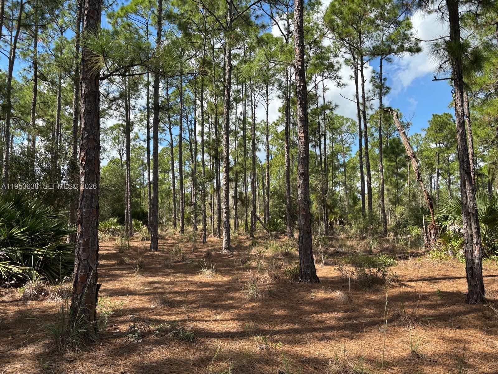 1980 Al Don Farming Road Clewiston, FL 33440 - Photo 6 of 26 a view of outdoor space with lots of trees