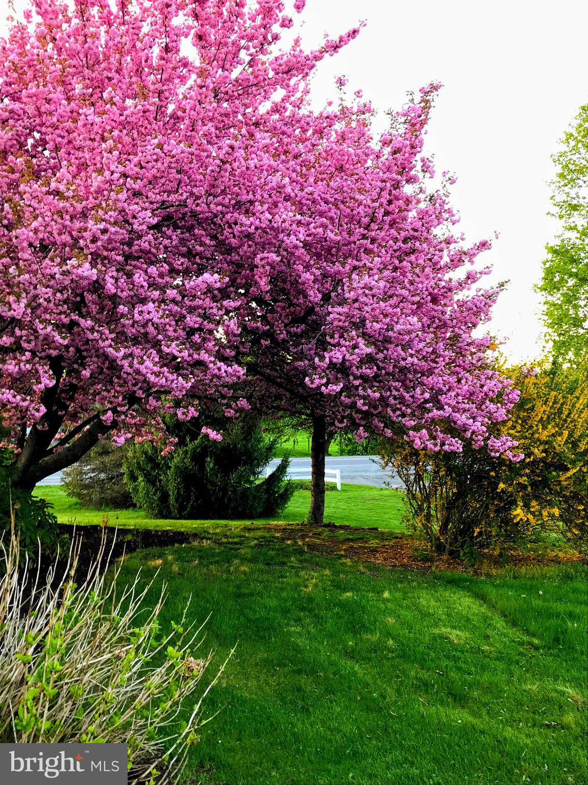 3560 Ritner Highway Newville, PA 17241 - Photo 71 of 76 Beautiful Cherry tree in bloom in front