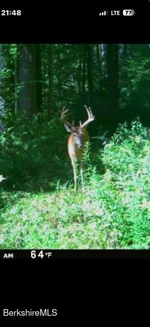 Churchill Street Pittsfield, MA 01201 - Photo 5 of 6 a view of a backyard