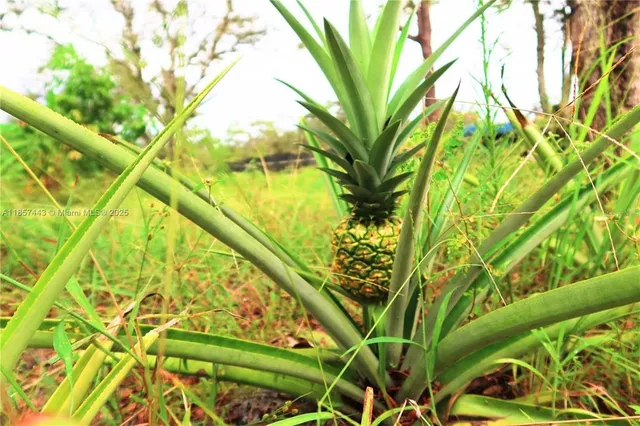 a close up of a plant in a garden