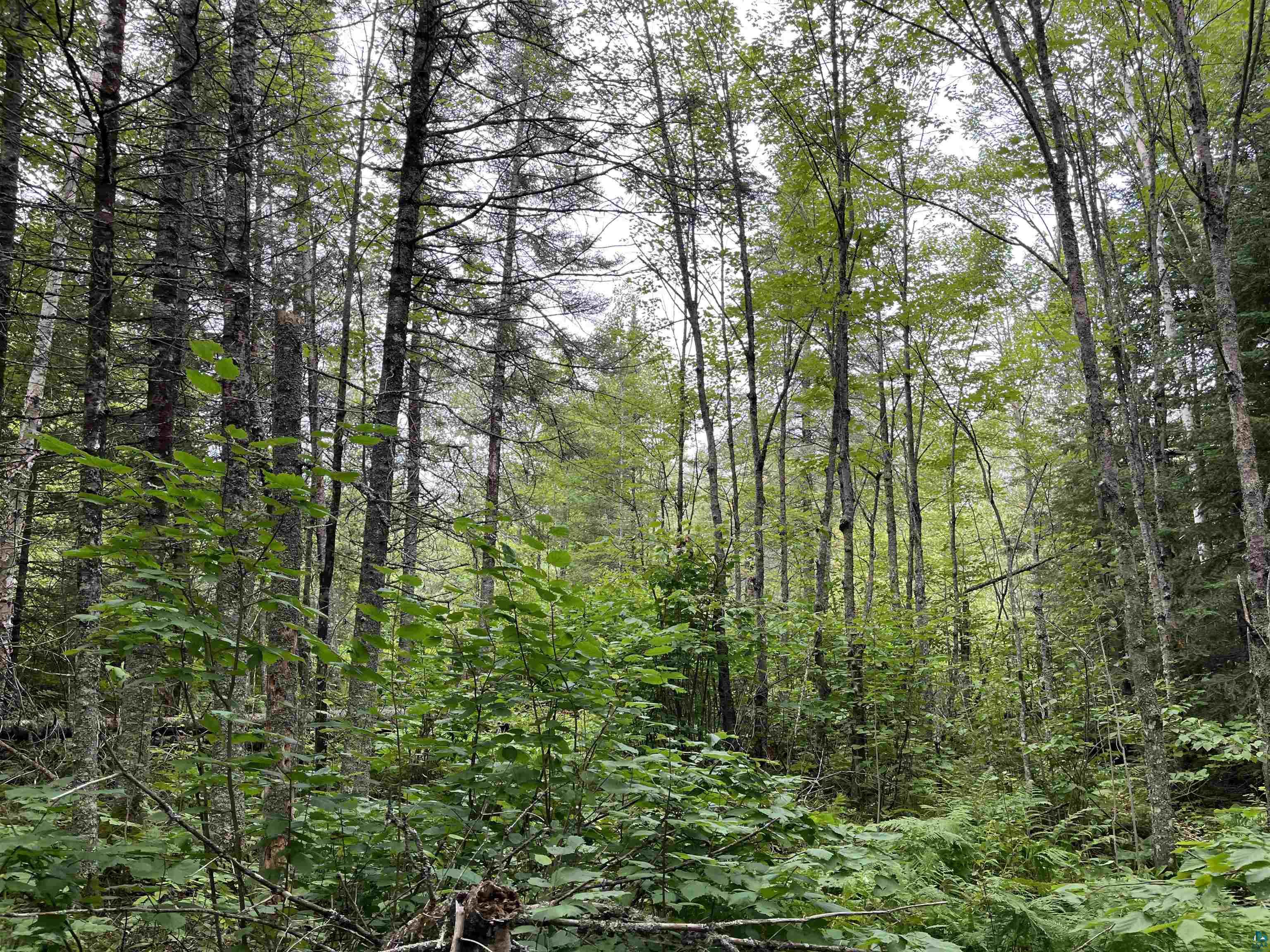 Three Lakes Road Duluth, MN 55803 - Photo 11 of 19 View of landscape