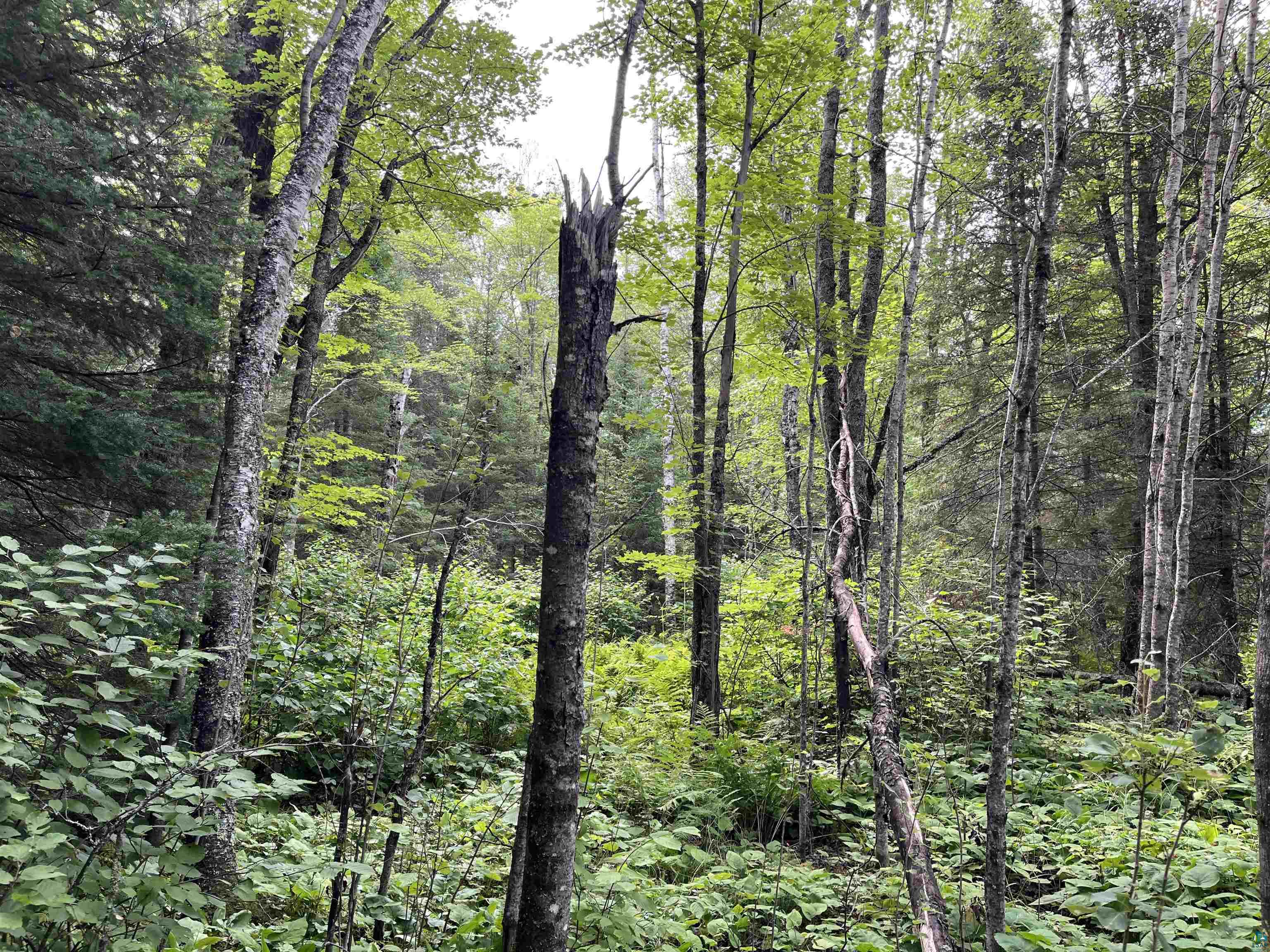Three Lakes Road Duluth, MN 55803 - Photo 12 of 19 View of nature
