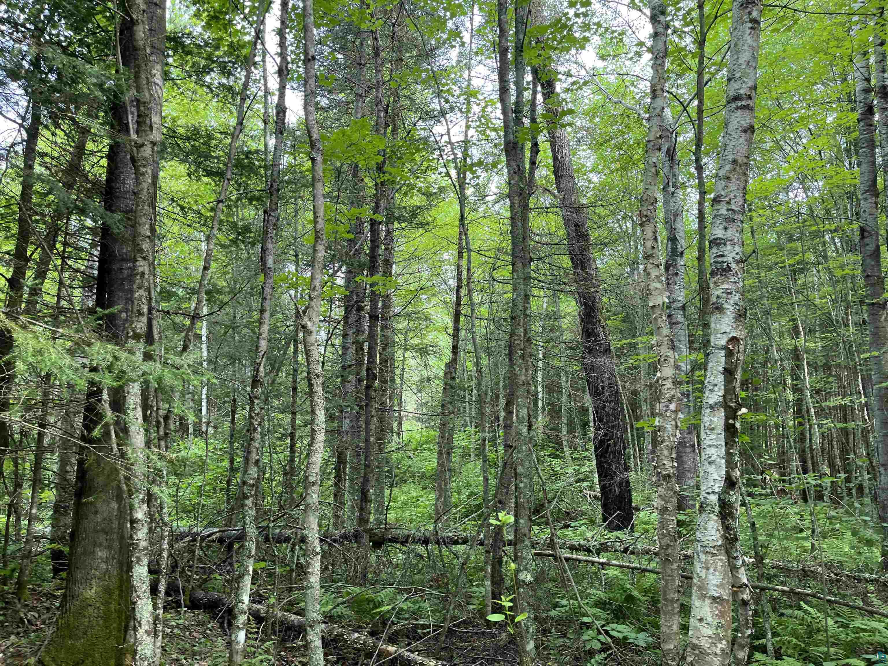 Three Lakes Road Duluth, MN 55803 - Photo 15 of 19 View of landscape
