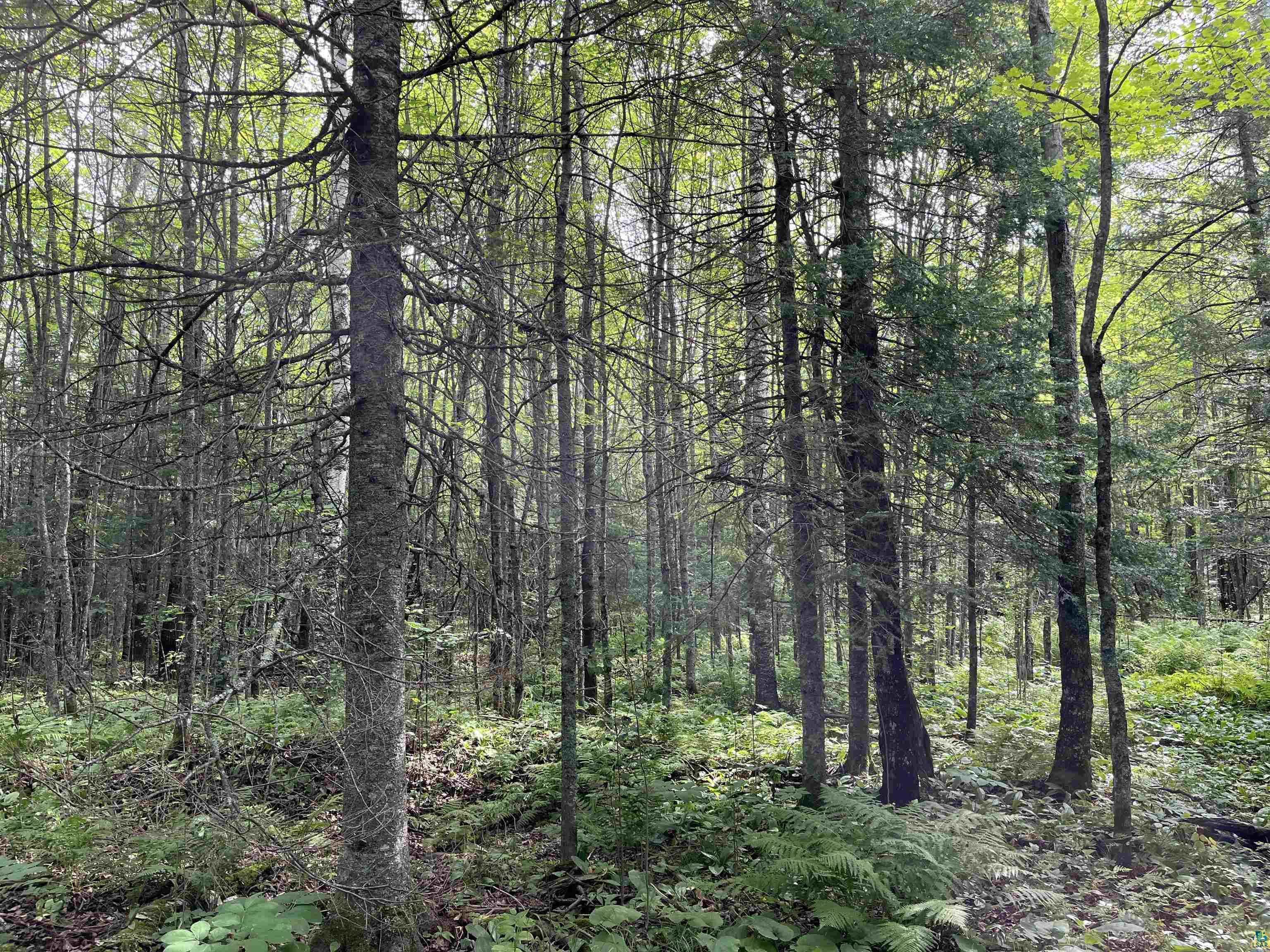 Three Lakes Road Duluth, MN 55803 - Photo 16 of 19 View of local wilderness