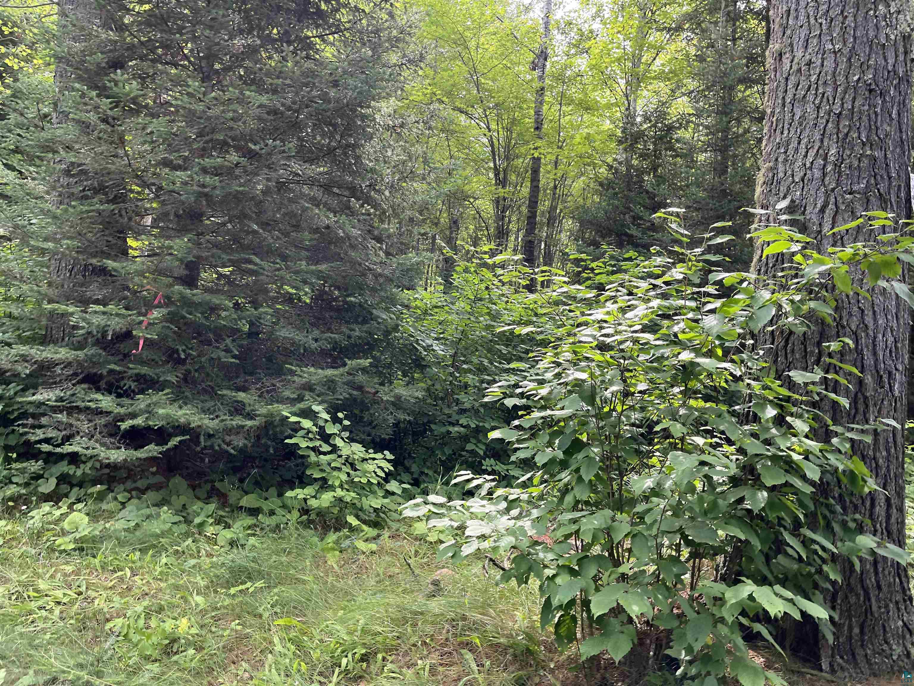 Three Lakes Road Duluth, MN 55803 - Photo 17 of 19 View of local wilderness