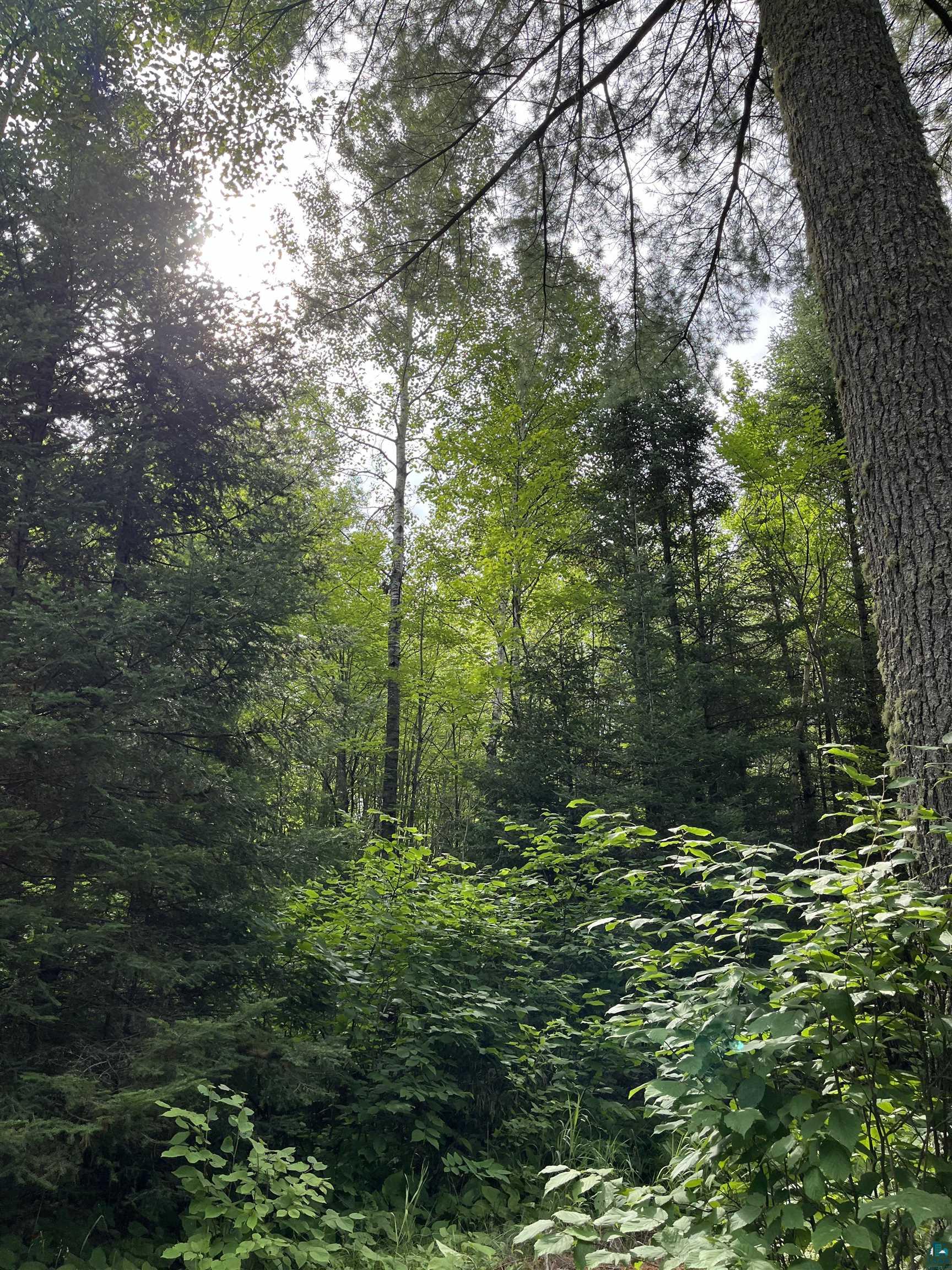 Three Lakes Road Duluth, MN 55803 - Photo 18 of 19 View of nature