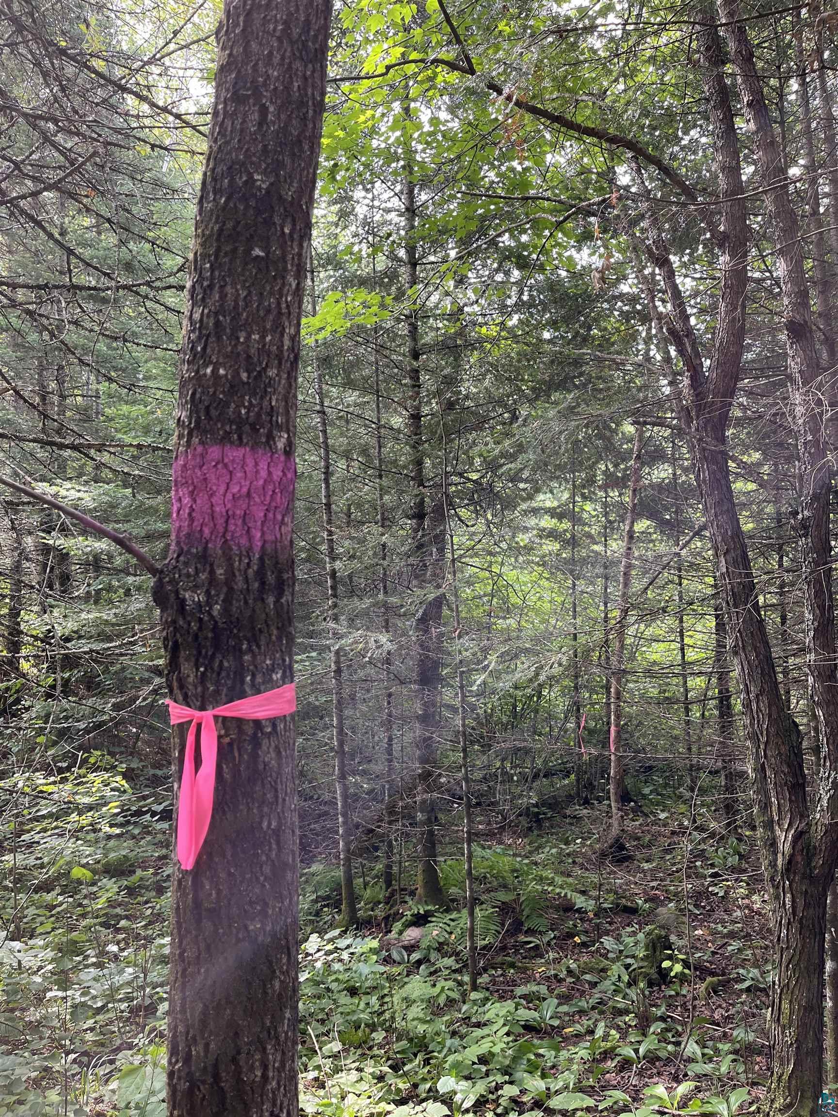 Three Lakes Road Duluth, MN 55803 - Photo 19 of 19 View of local wilderness