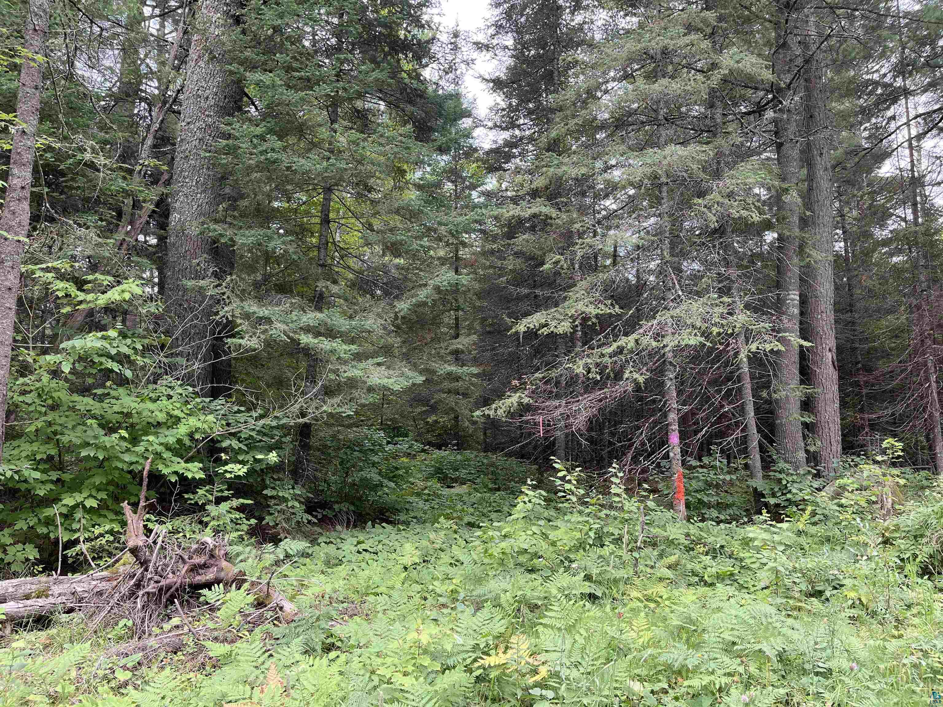 Three Lakes Road Duluth, MN 55803 - Photo 7 of 19 View of nature