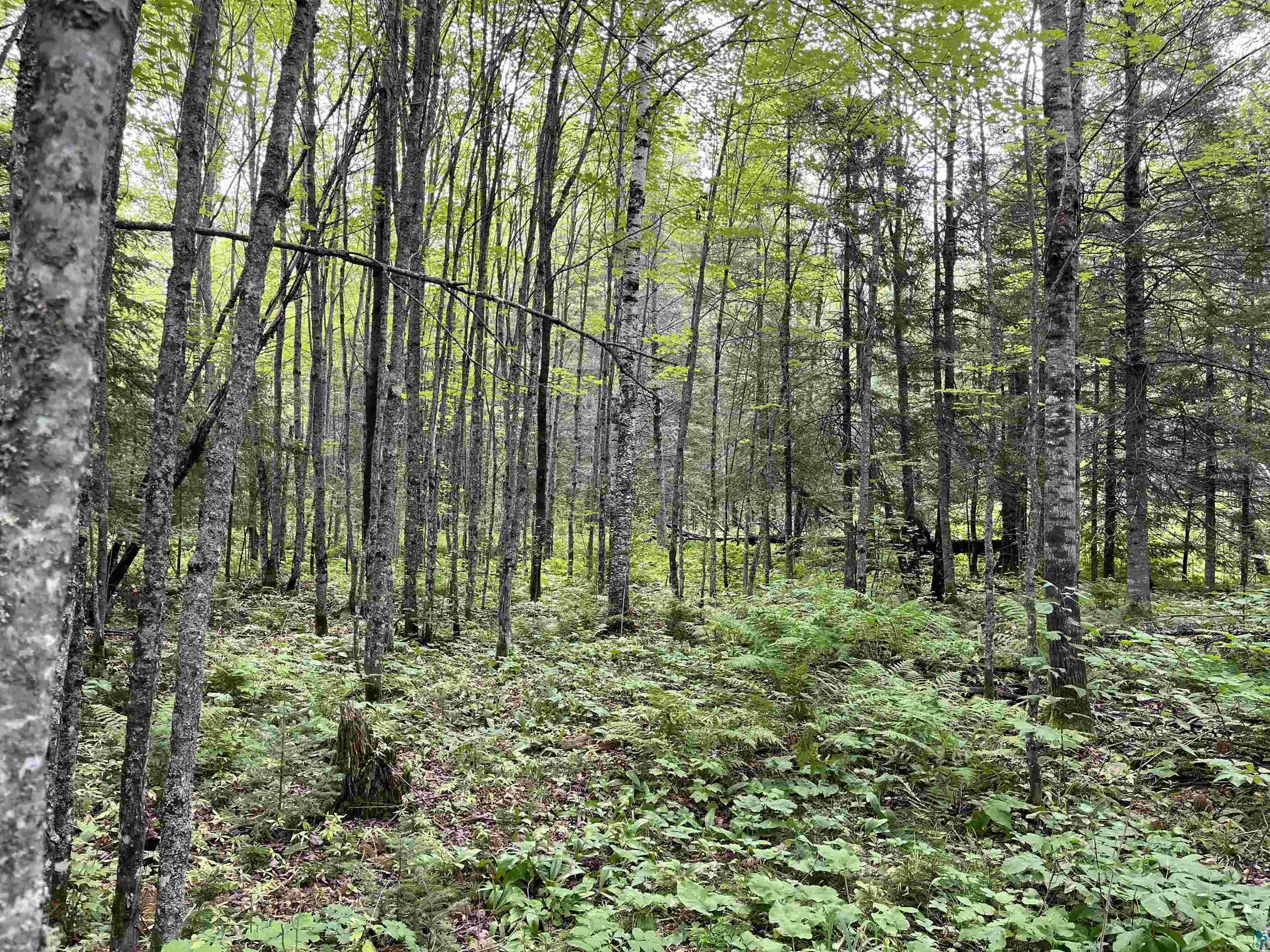 Three Lakes Road Duluth, MN 55803 - Photo 9 of 19 View of landscape