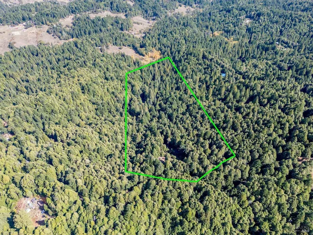 a view of a lush green forest with a tree