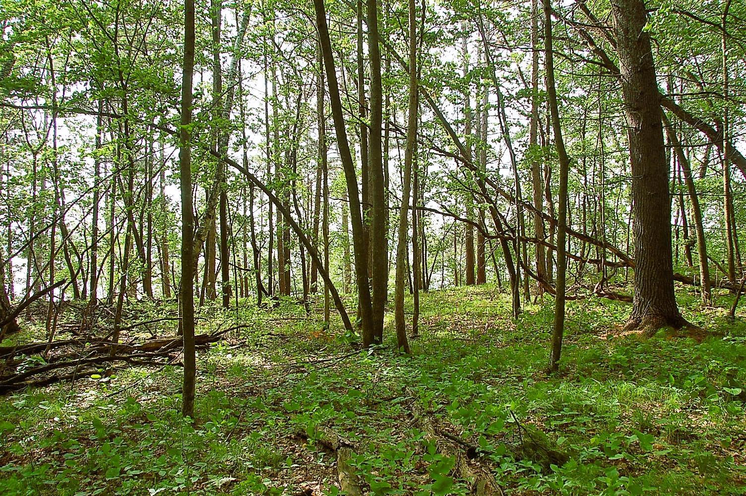 Tbd Rognaldson Road Brainerd, MN 56401 - Photo 10 of 17