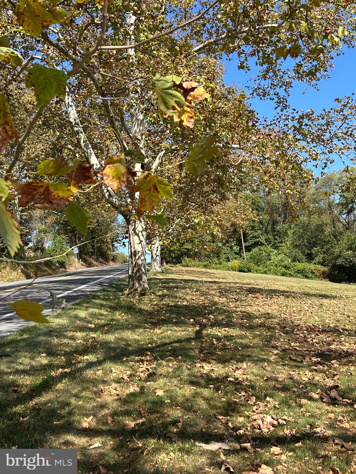 741 South River Road Halifax, PA 17032 - Photo 12 of 117 Historic Sycamore Trees