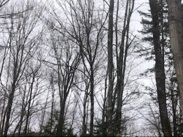 Tbd Labadie Road Stockbridge, VT 05772 - Photo 5 of 6 Gallery Image 5