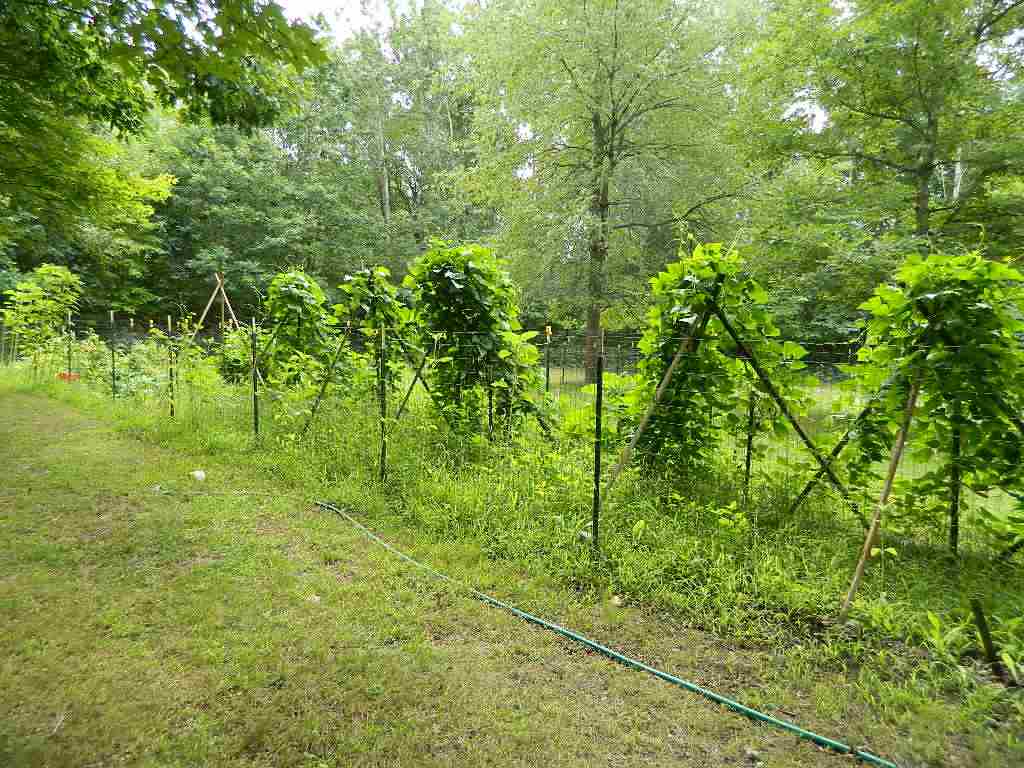 1318 North Shepherd Road Mount Pleasant, MI 48858 - Photo 31 of 32 1821876-30.JPG