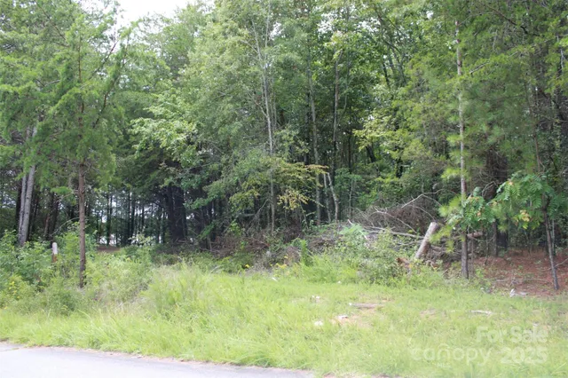 a view of a forest filled with trees
