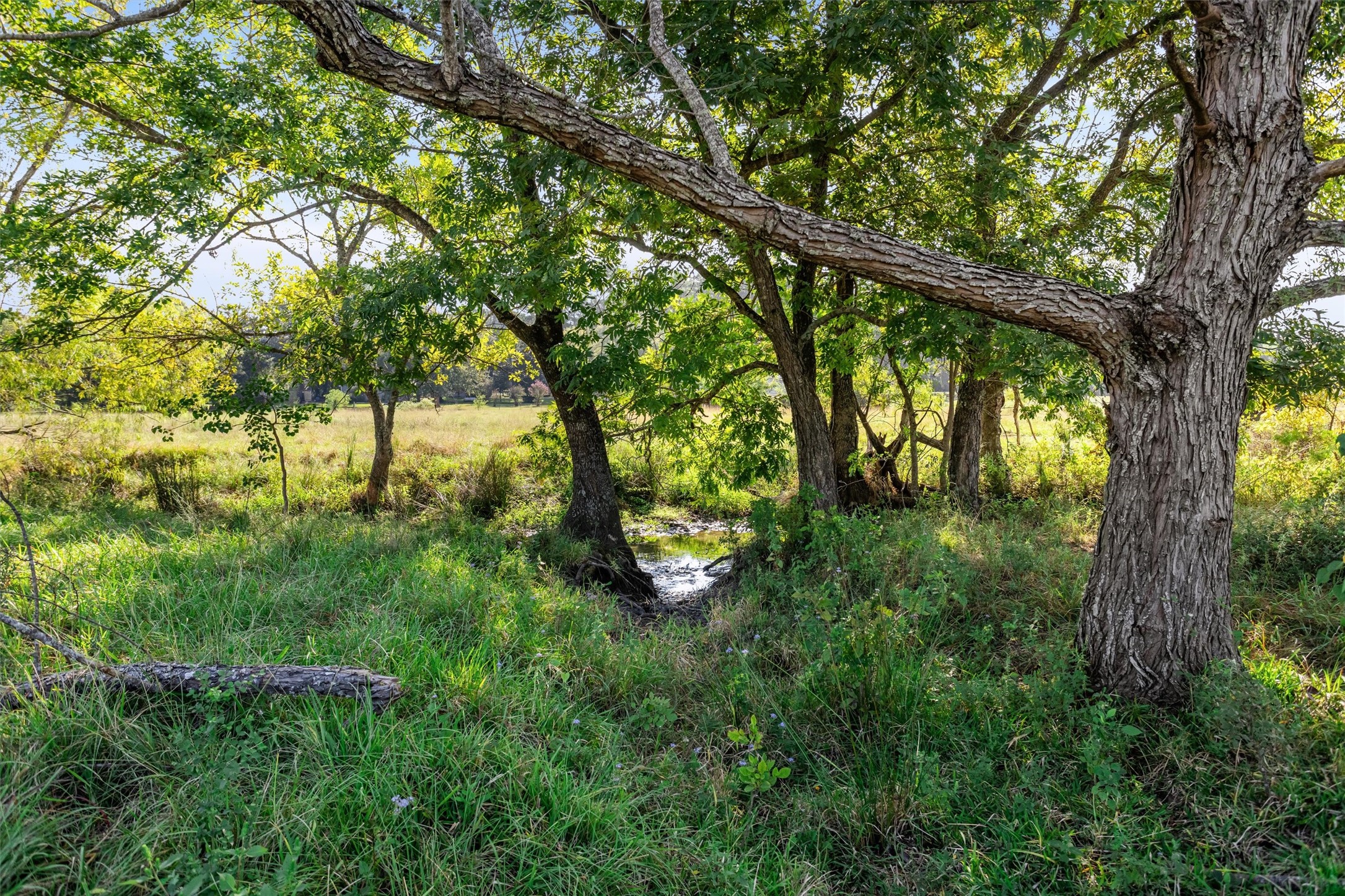 22.4-acres Bailey Grove Road Montgomery, TX 77356 - Photo 15 of 38 Gallery Image 15