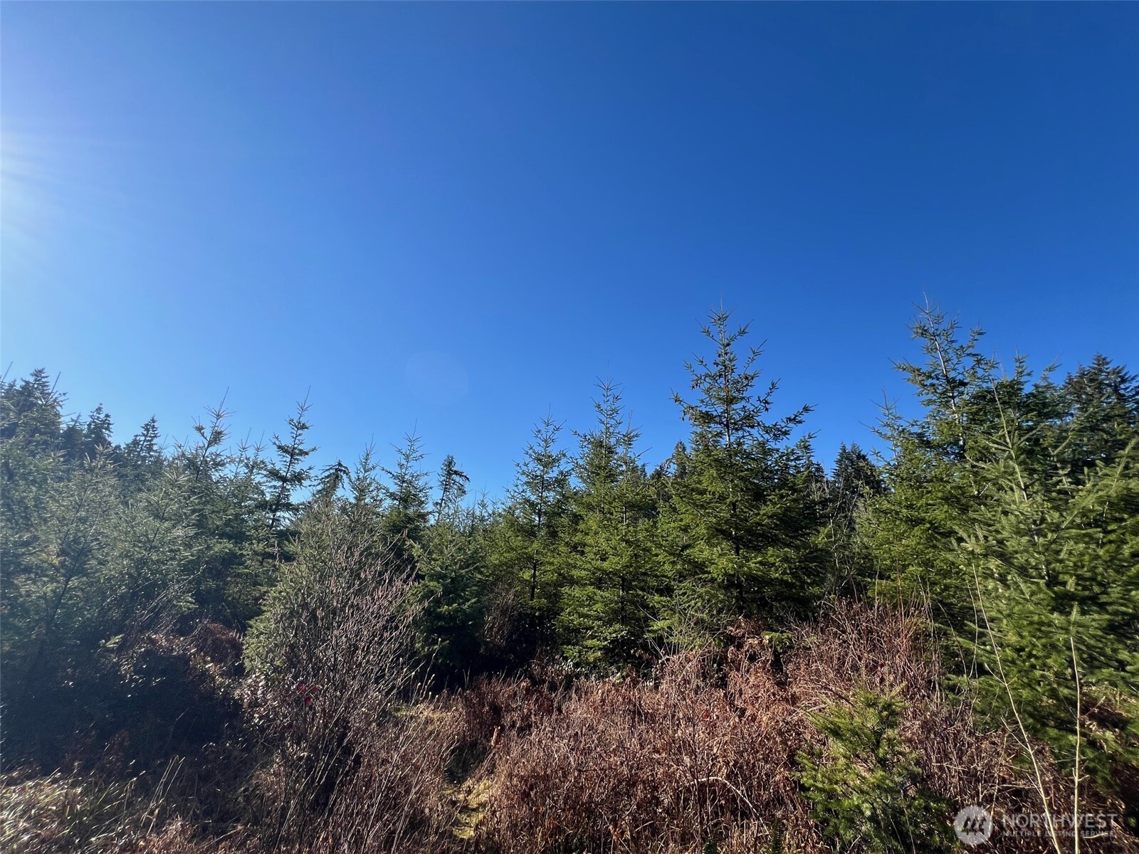 0 Winter Road Winlock, WA 98596 - Photo 12 of 24