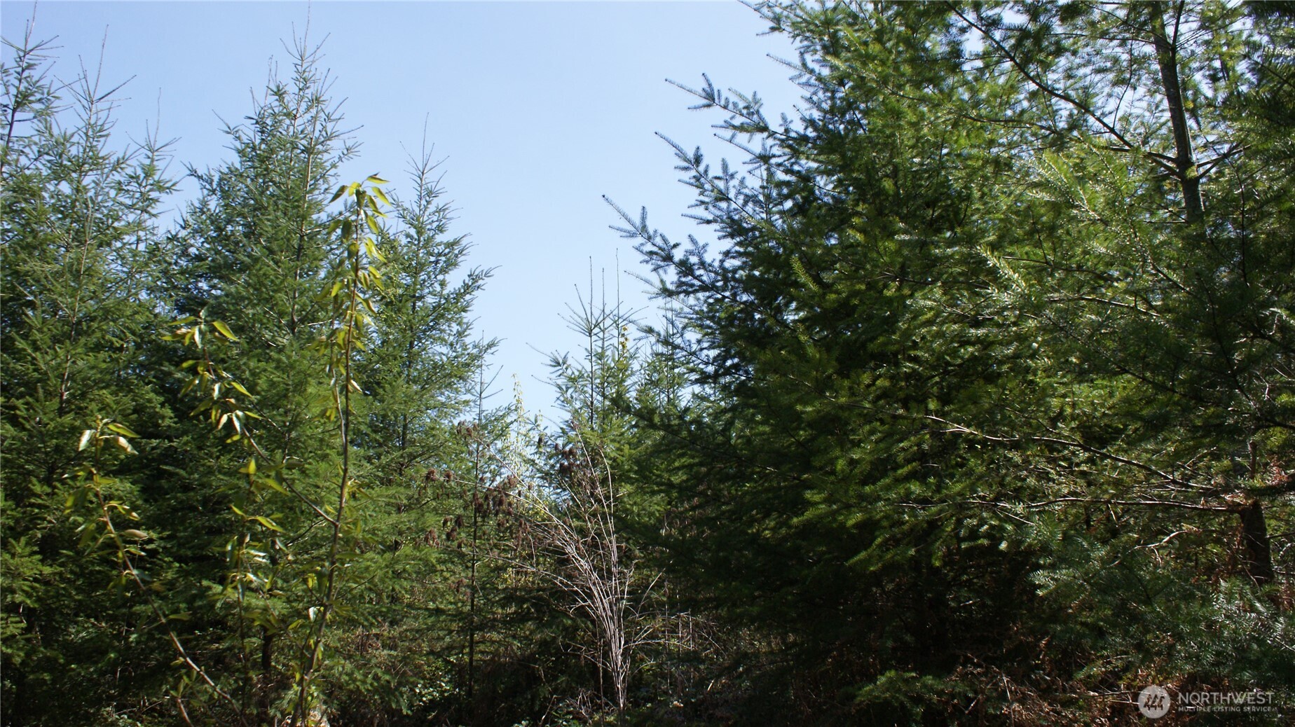 0 Winter Road Winlock, WA 98596 - Photo 13 of 24