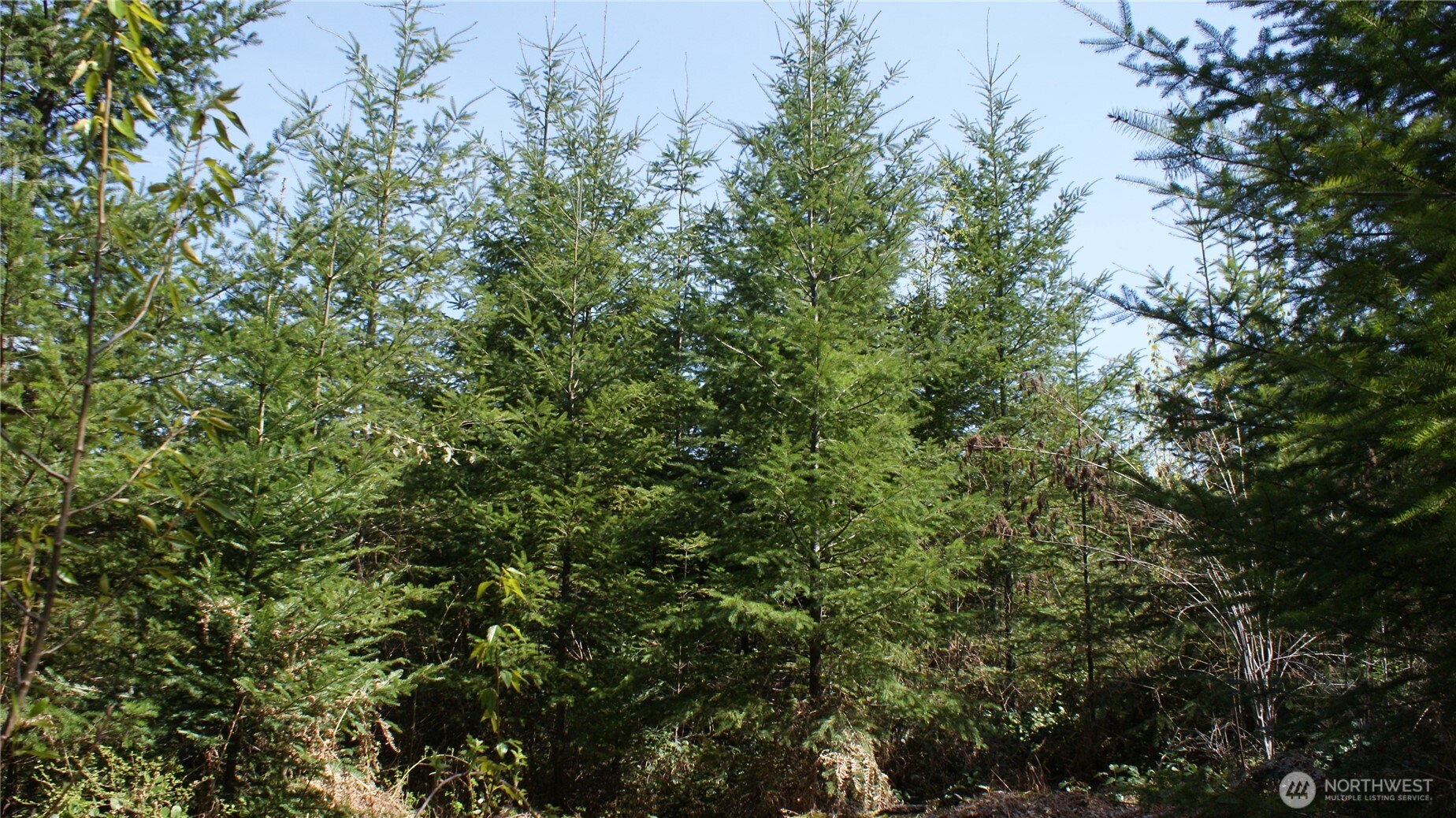 0 Winter Road Winlock, WA 98596 - Photo 14 of 24