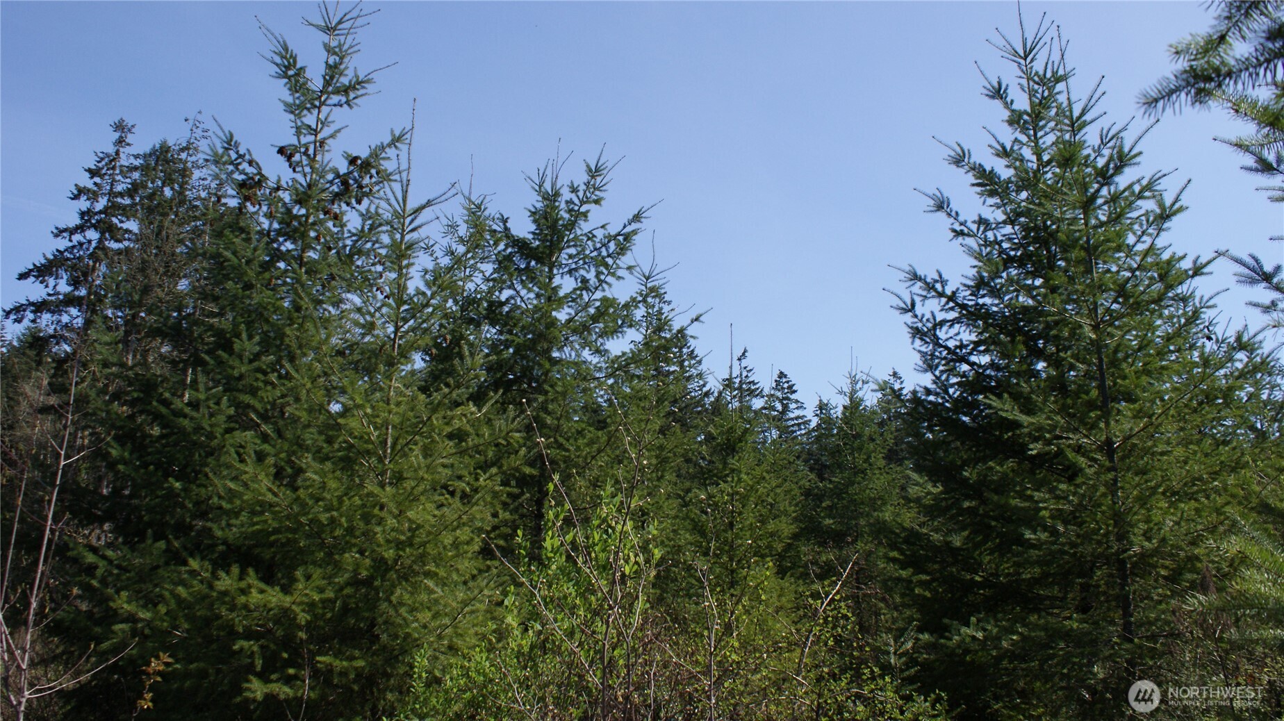 0 Winter Road Winlock, WA 98596 - Photo 17 of 24