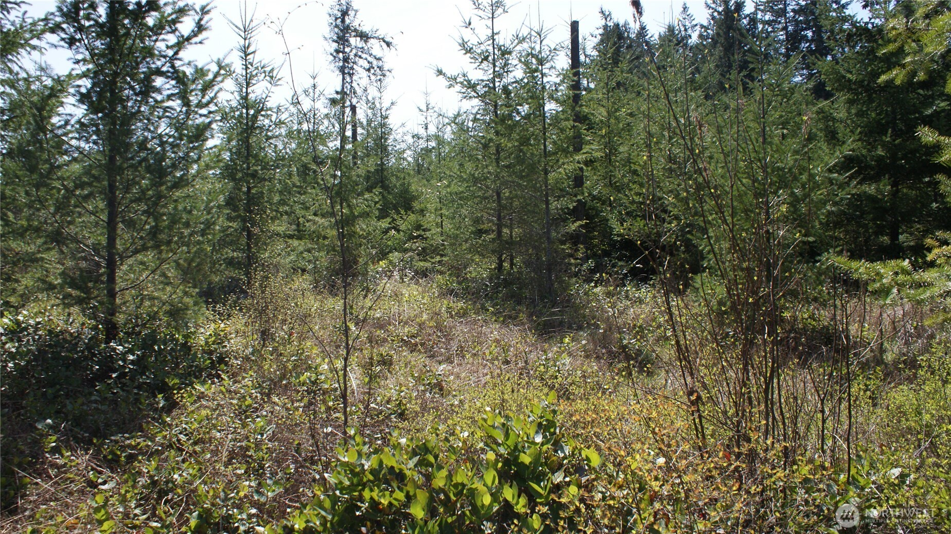 0 Winter Road Winlock, WA 98596 - Photo 20 of 24