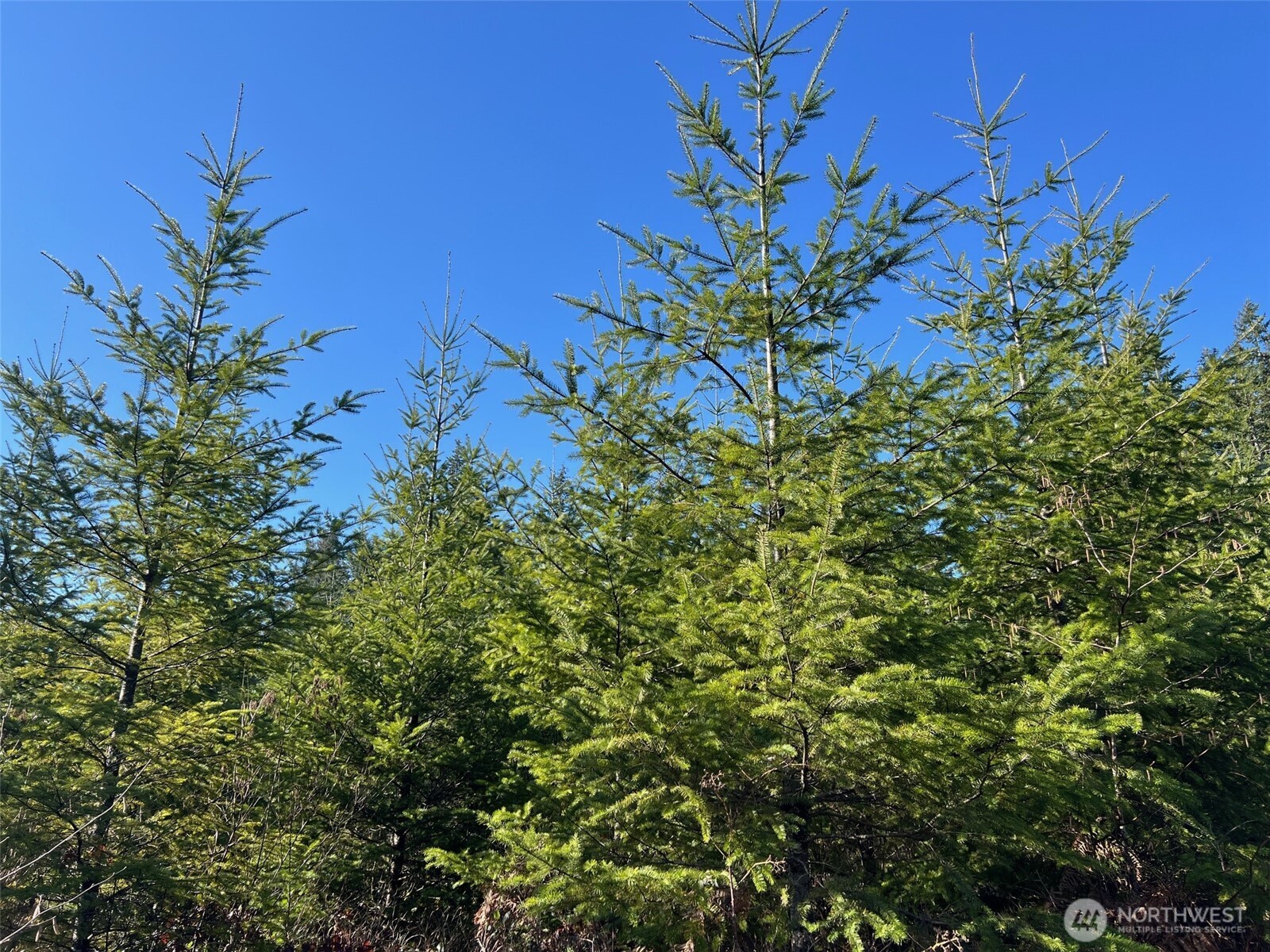 0 Winter Road Winlock, WA 98596 - Photo 2 of 24