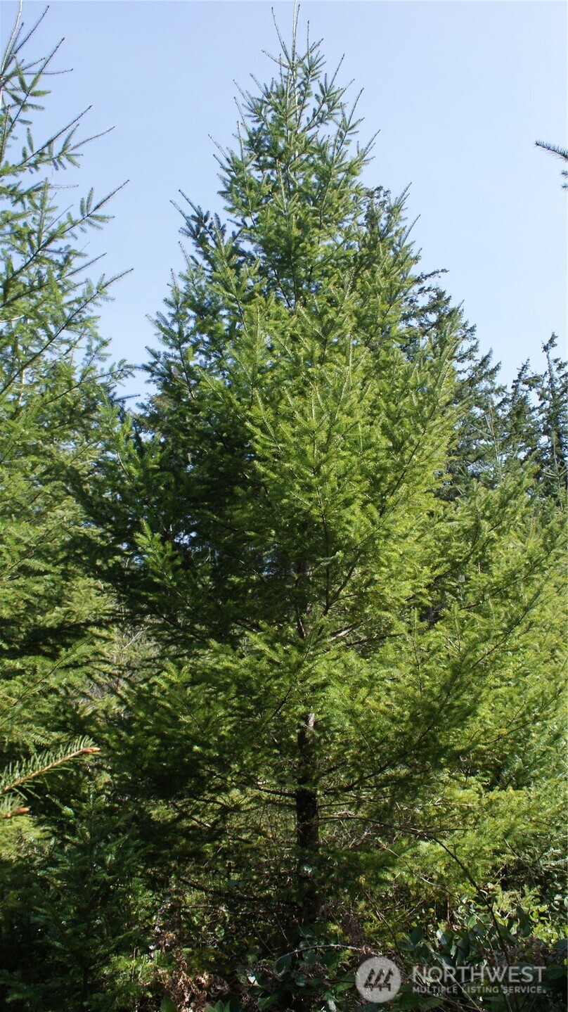 0 Winter Road Winlock, WA 98596 - Photo 21 of 24