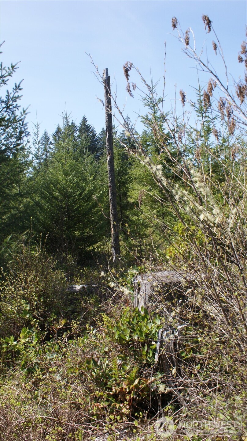 0 Winter Road Winlock, WA 98596 - Photo 22 of 24