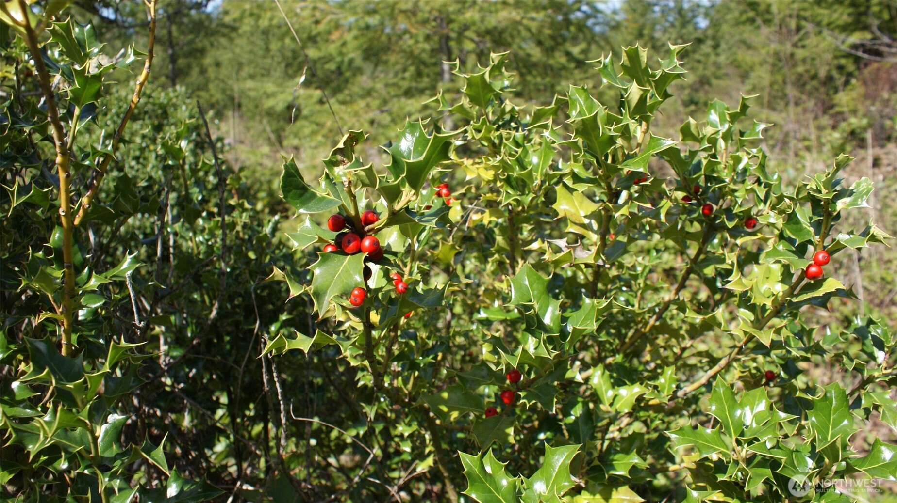 0 Winter Road Winlock, WA 98596 - Photo 23 of 24