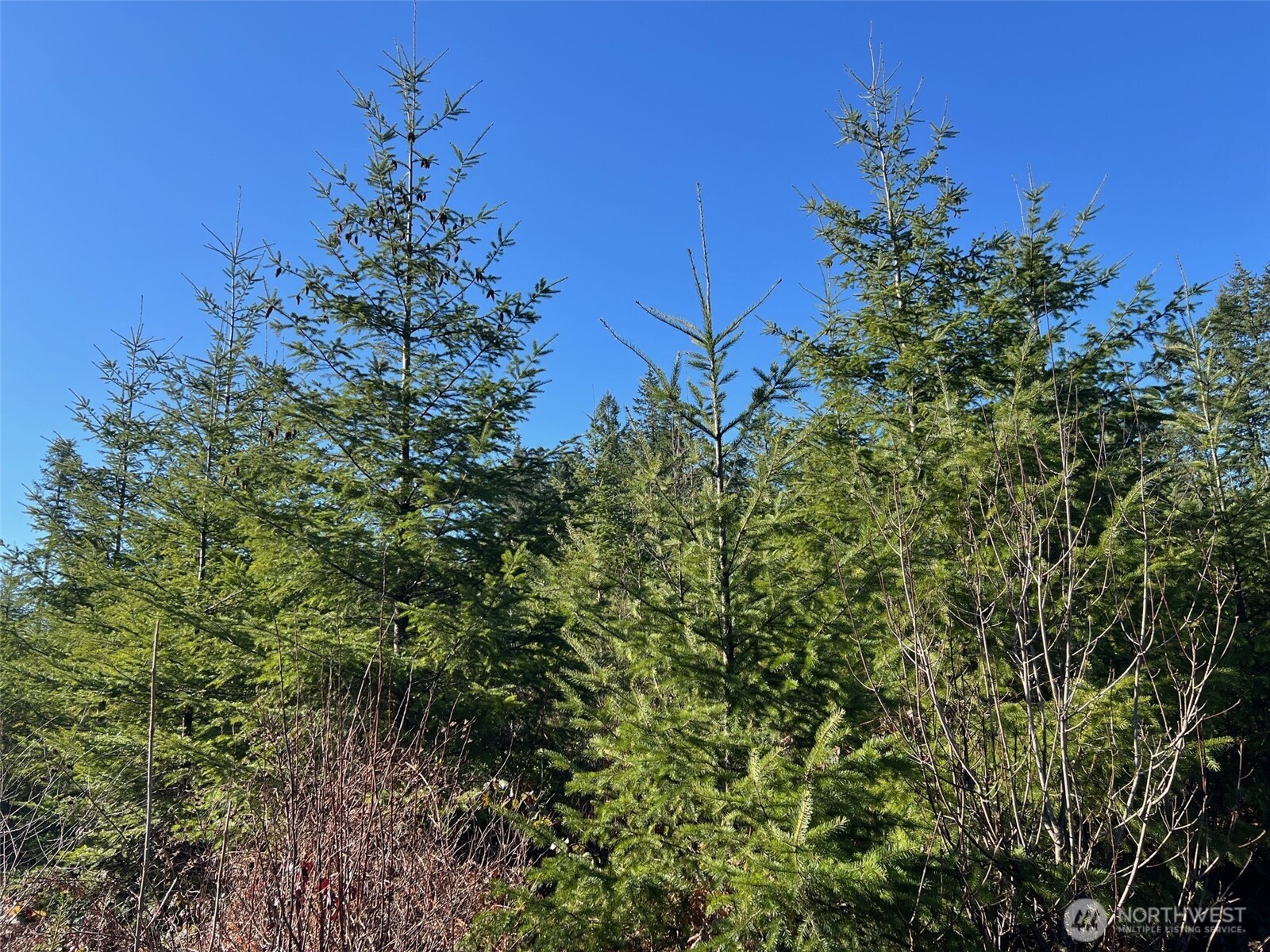 0 Winter Road Winlock, WA 98596 - Photo 3 of 24