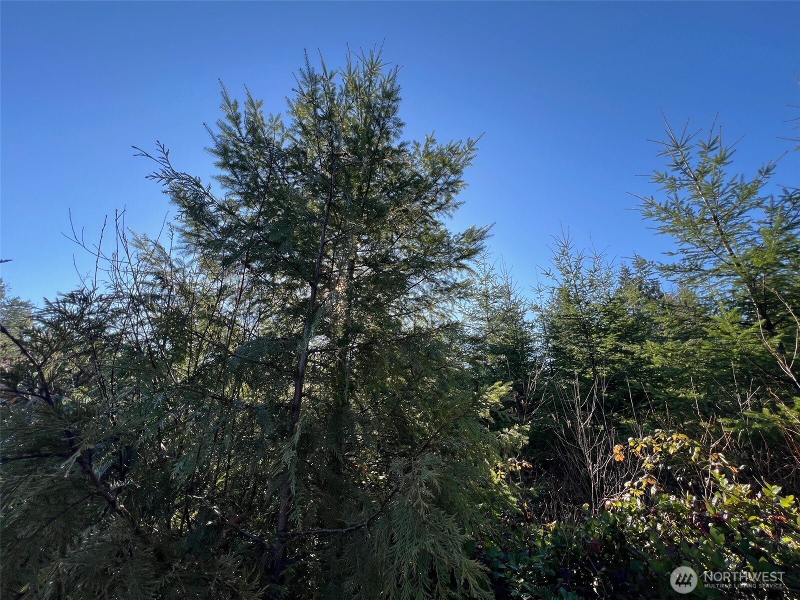 0 Winter Road Winlock, WA 98596 - Photo 4 of 24