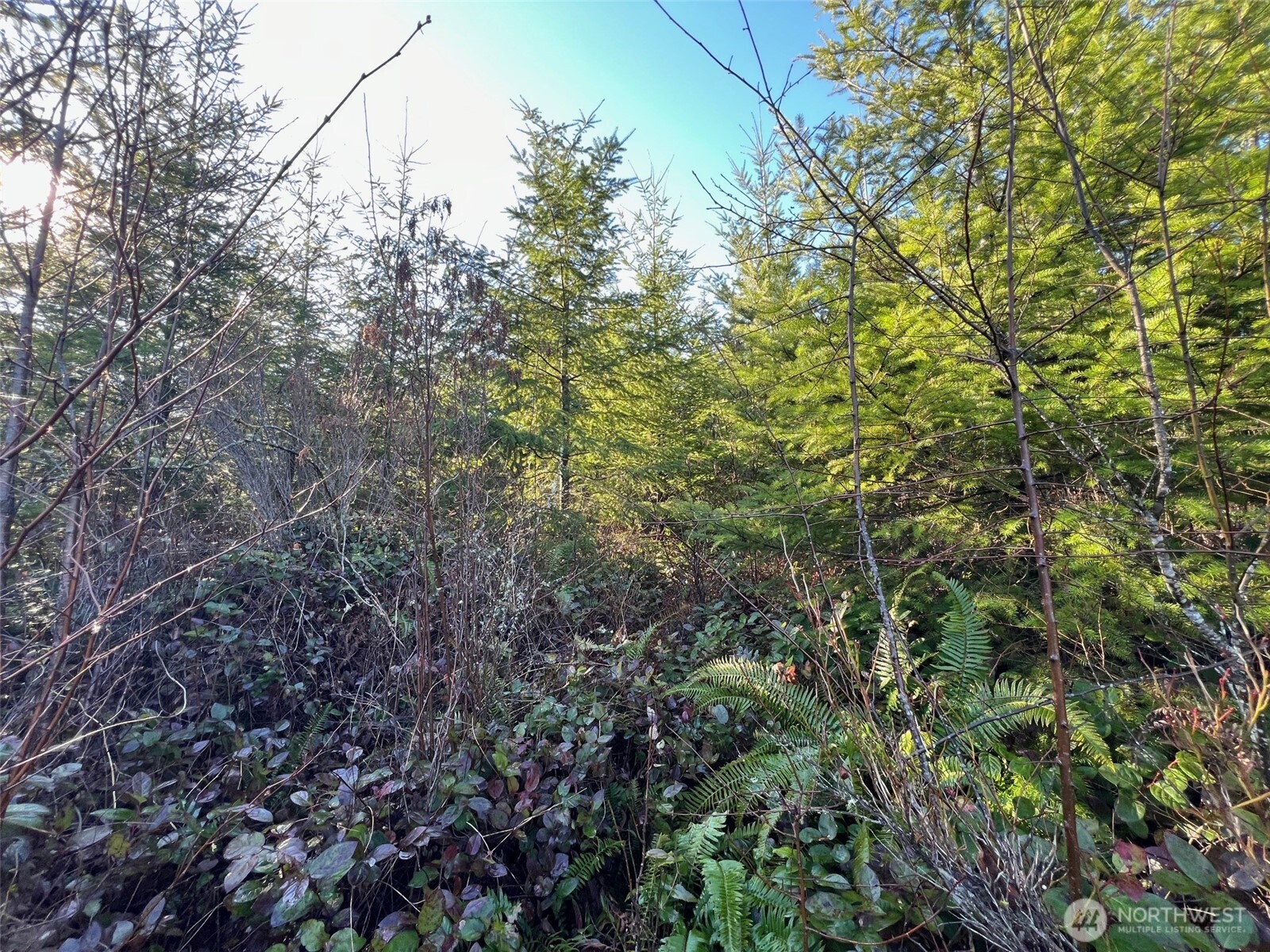 0 Winter Road Winlock, WA 98596 - Photo 5 of 24