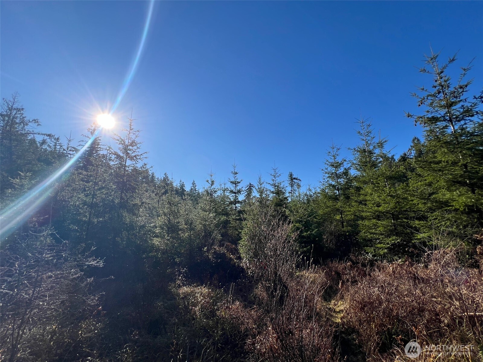 0 Winter Road Winlock, WA 98596 - Photo 8 of 24