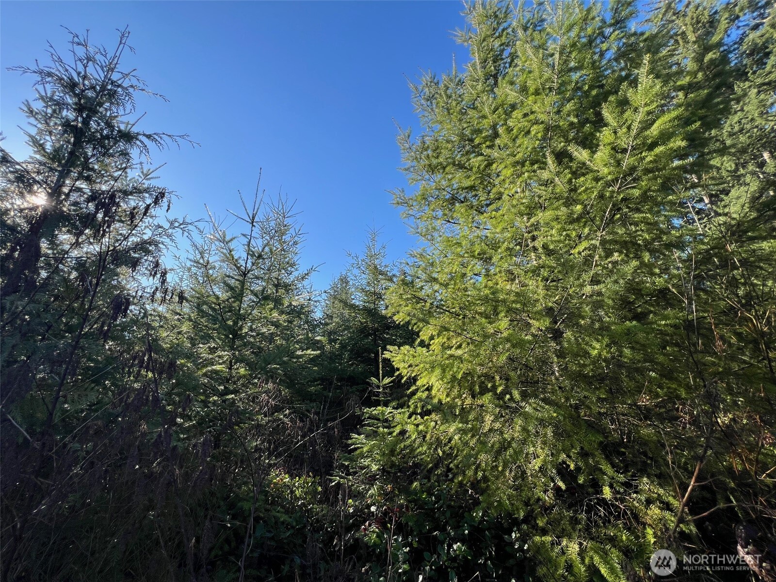 0 Winter Road Winlock, WA 98596 - Photo 10 of 24