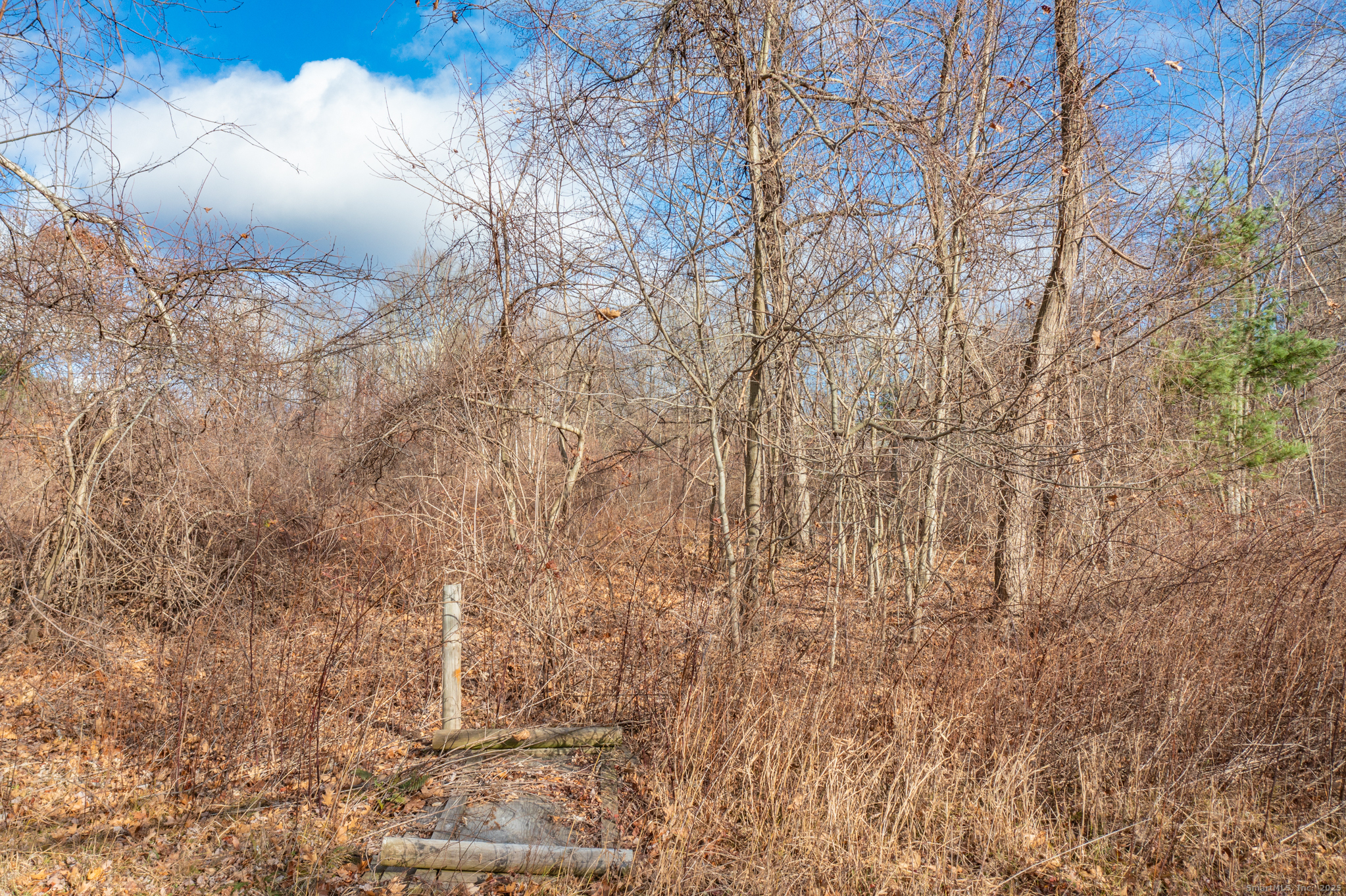 317 Merrow Road Tolland, CT 06084 - Photo 10 of 13 a view of a dry yard with large trees