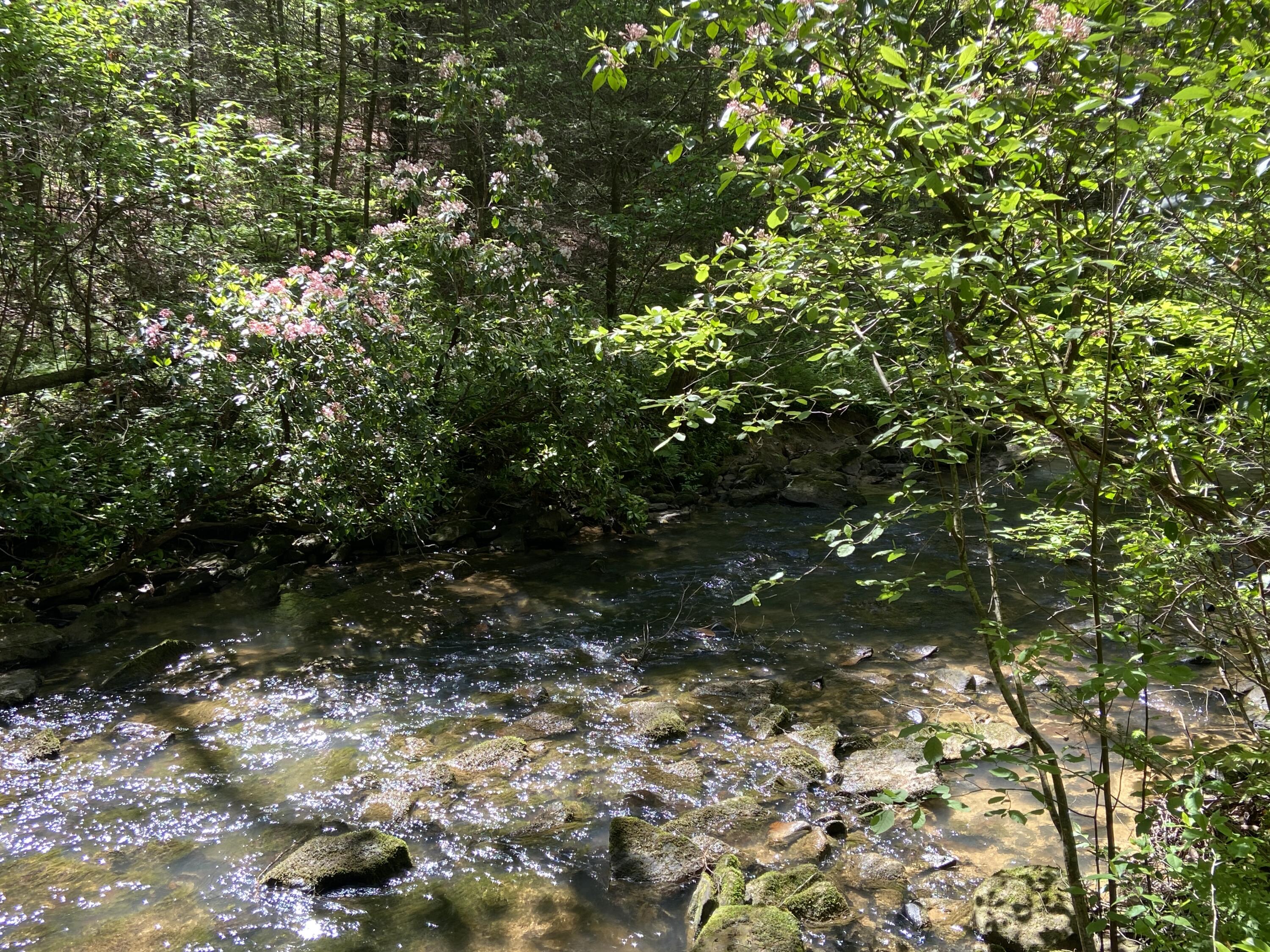 33 Eagle Ridge Graysville, TN 37338 - Photo 10 of 44 IMG_5306