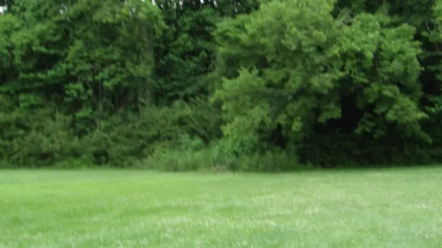 a view of a green yard