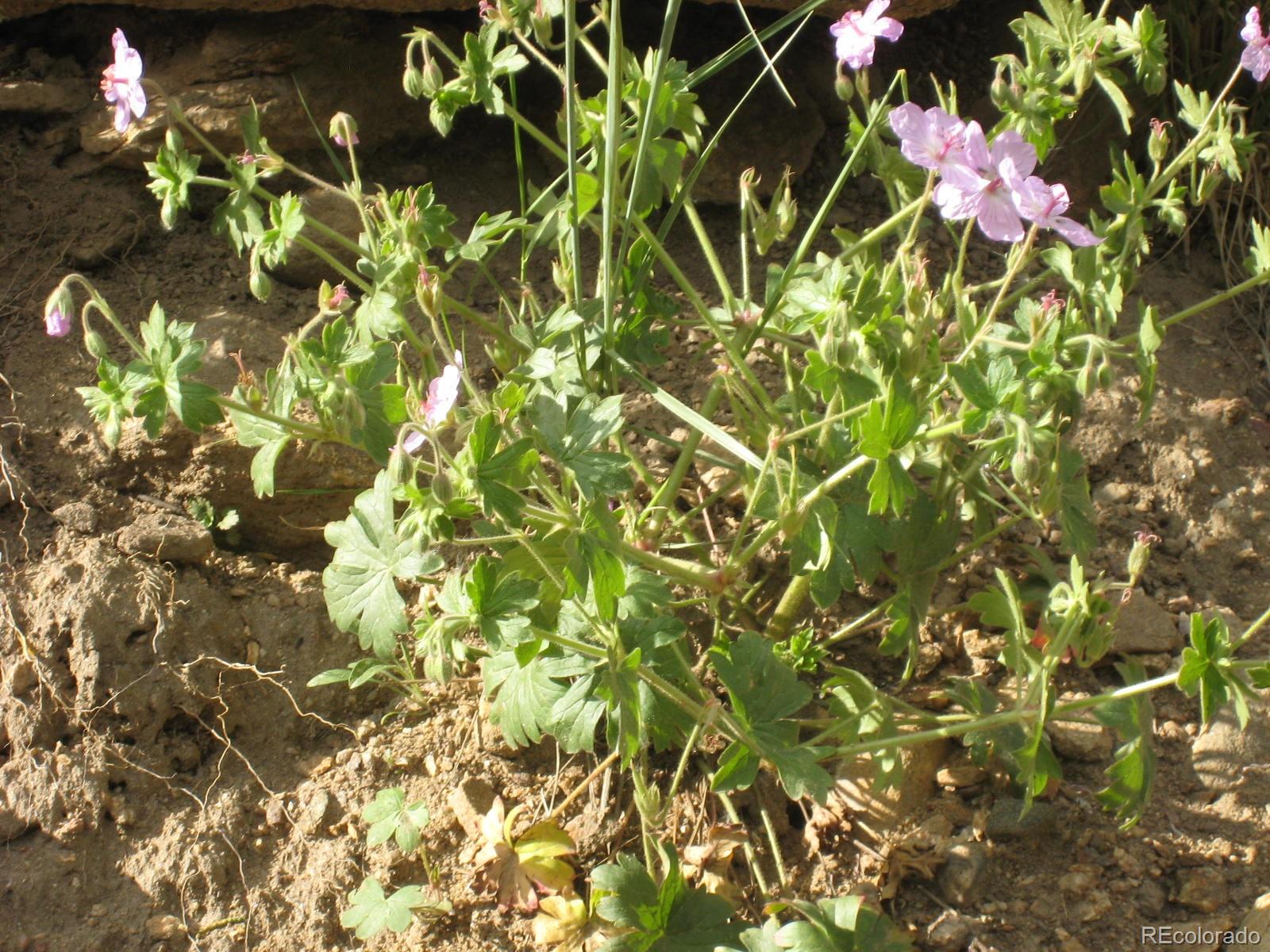4301 Apex Valley Road Idaho Springs, CO 80452 - Photo 20 of 24 Gallery Image 20