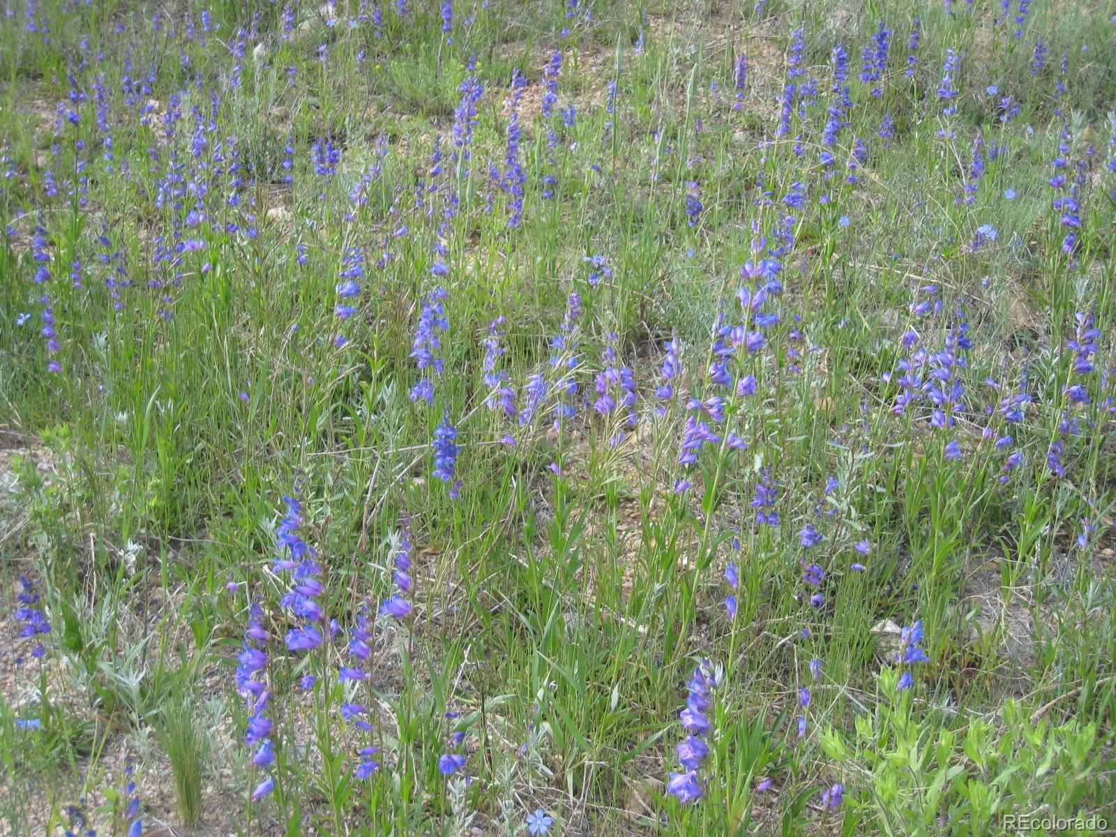 4301 Apex Valley Road Idaho Springs, CO 80452 - Photo 23 of 24 Gallery Image 23