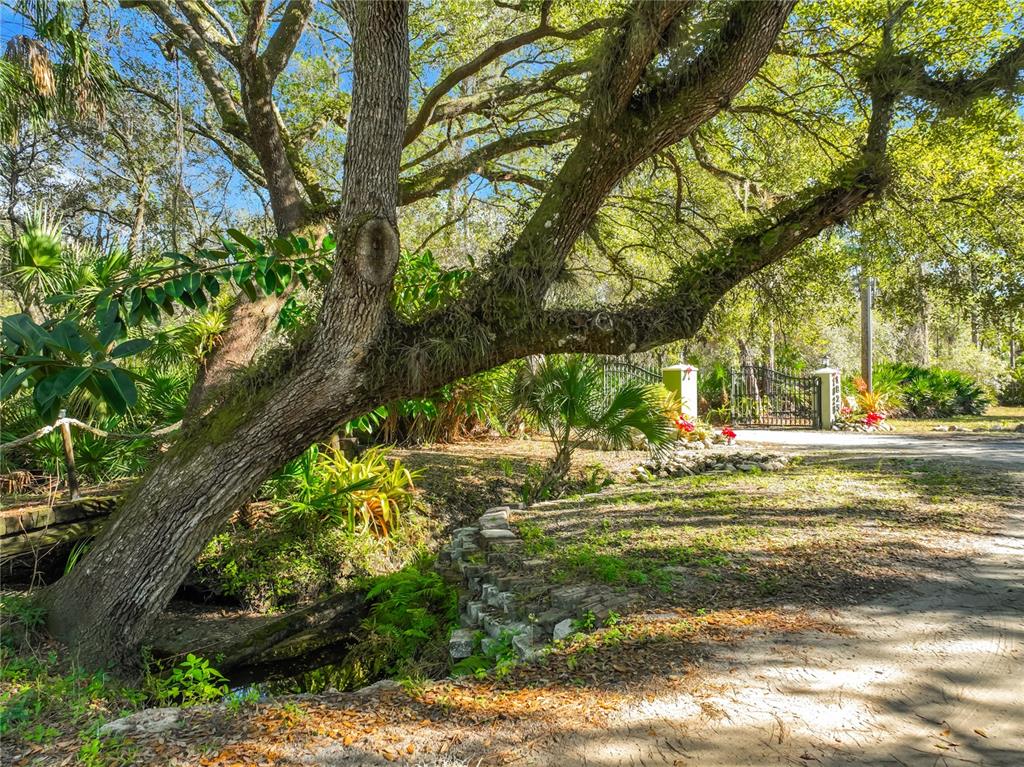 1825 Pams Way Geneva, FL 32732 - Photo 46 of 60 a view of a yard with plants and large trees