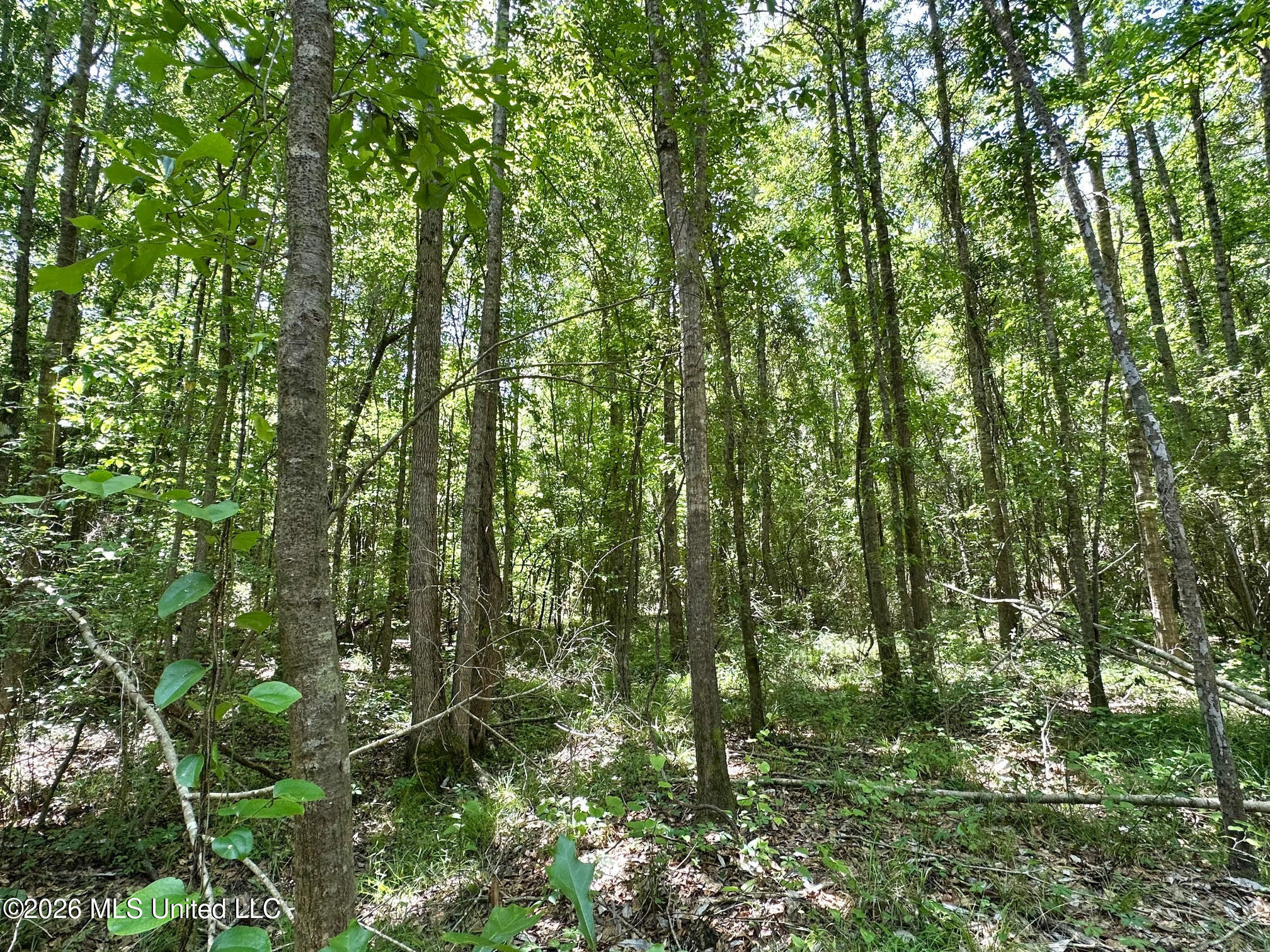 2 Mcnair Springs Road Magee, MS 39111 - Photo 4 of 12 13