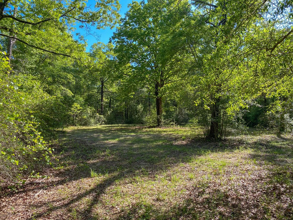 165-acres Harrison Road Kinston, AL 36453 - Photo 20 of 26