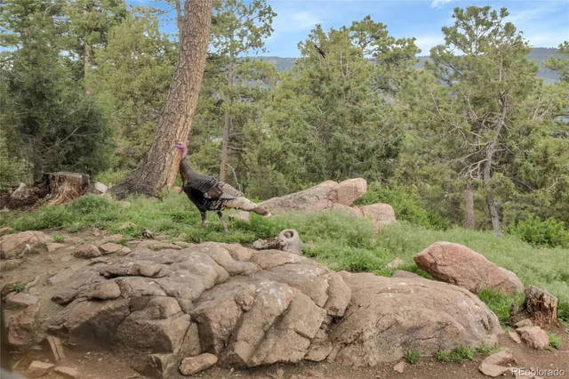 $1,625,000 | 13954 Pine Country Lane, Conifer, CO 80433