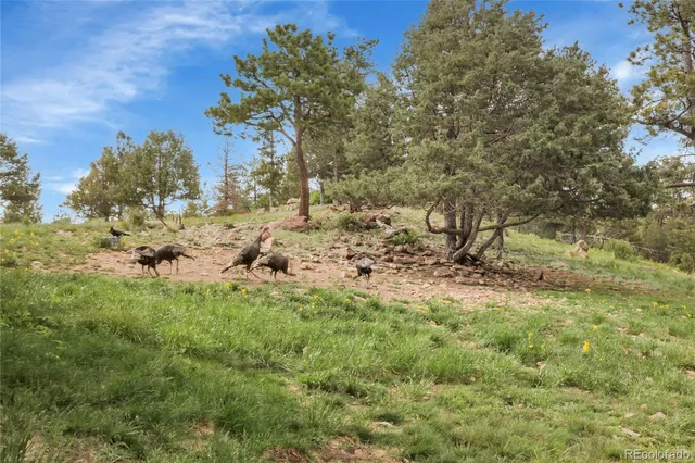 $1,550,000 | 13954 Pine Country Lane, Conifer, CO 80433