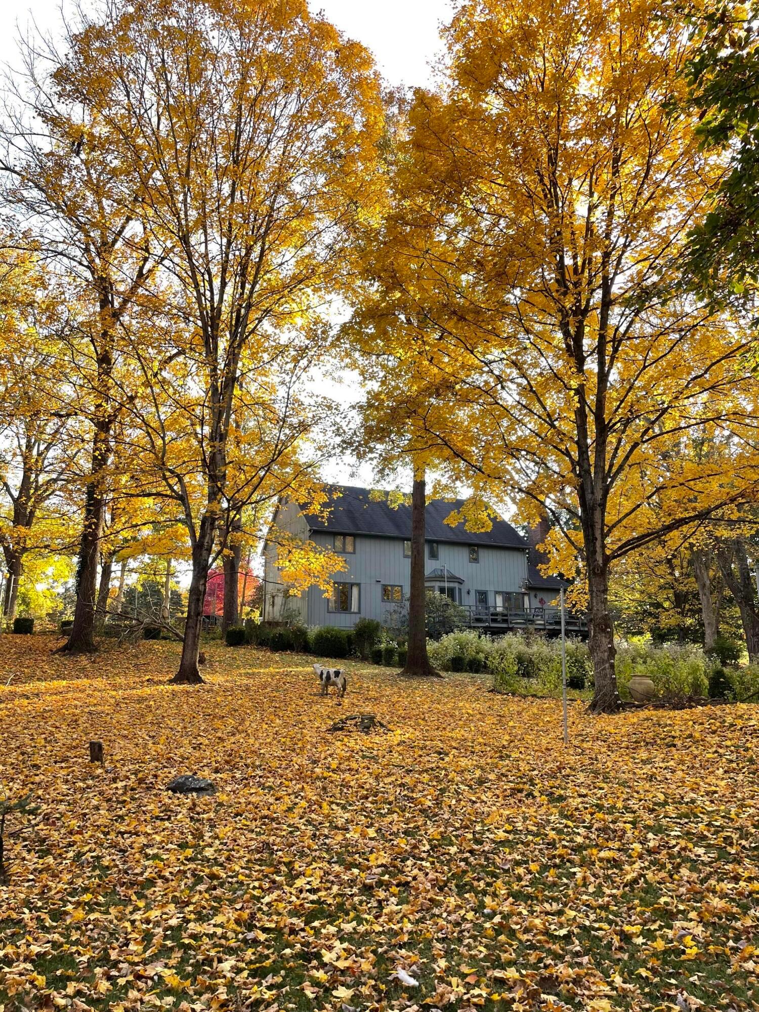 1560 Carriage Road Powell, OH 43065 - Photo 58 of 64 Backyard Fall
