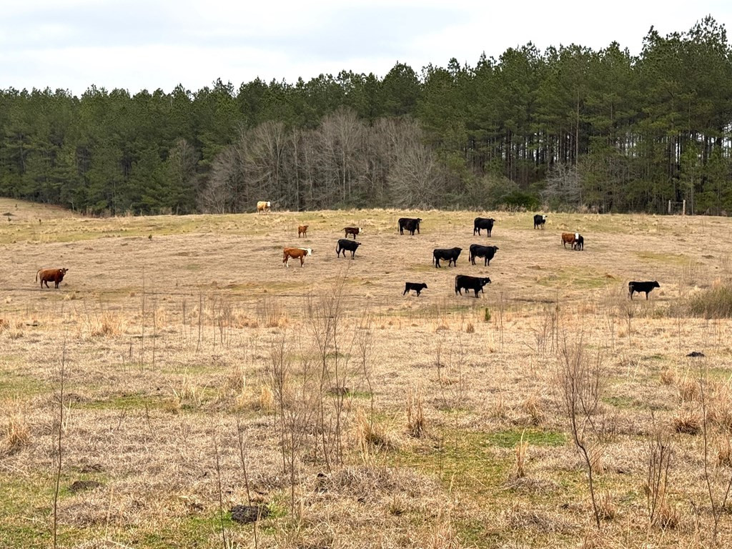 Xxx Emerald State Line Road Osyka, MS 39657 - Photo 2 of 20 Photo 2