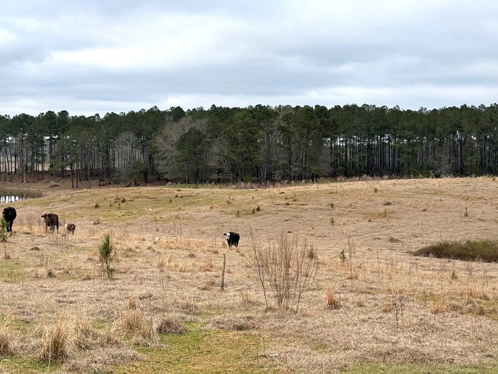 Xxx Emerald State Line Road Osyka, MS 39657 - Photo 3 of 20 Photo 3