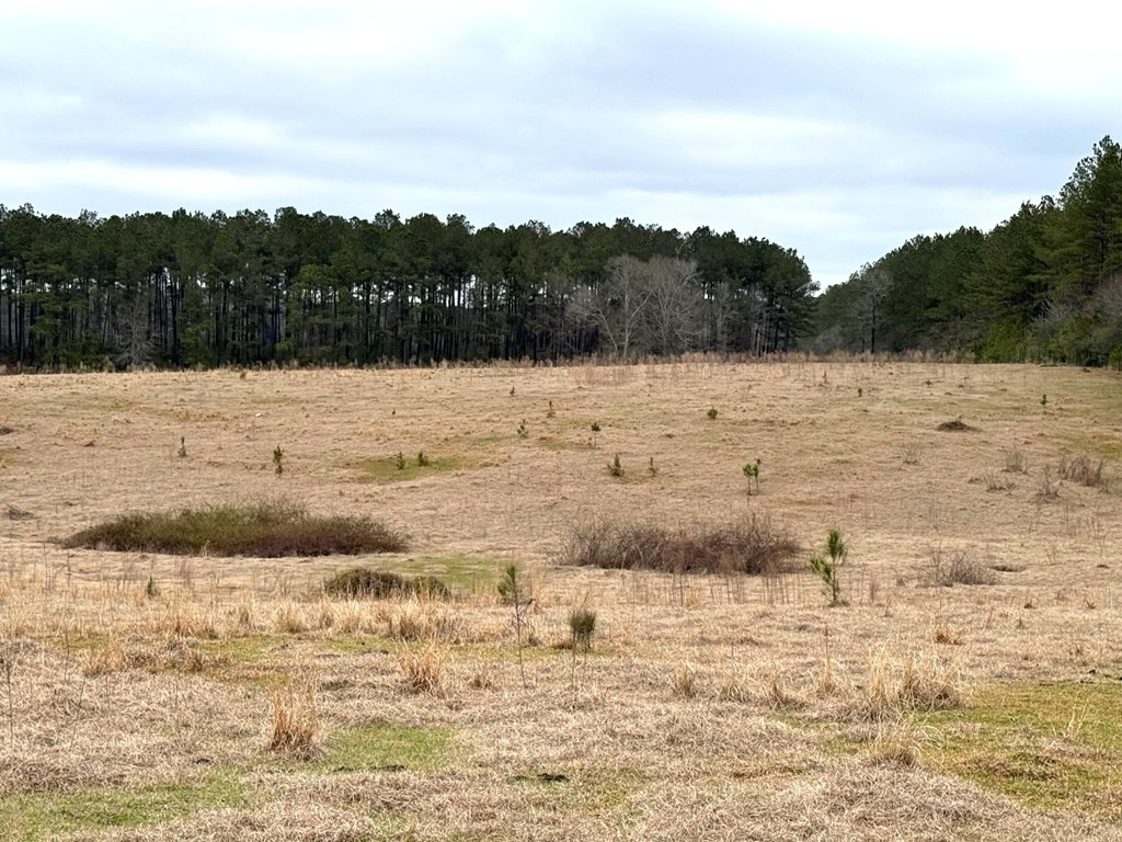 Xxx Emerald State Line Road Osyka, MS 39657 - Photo 4 of 20 Photo 4