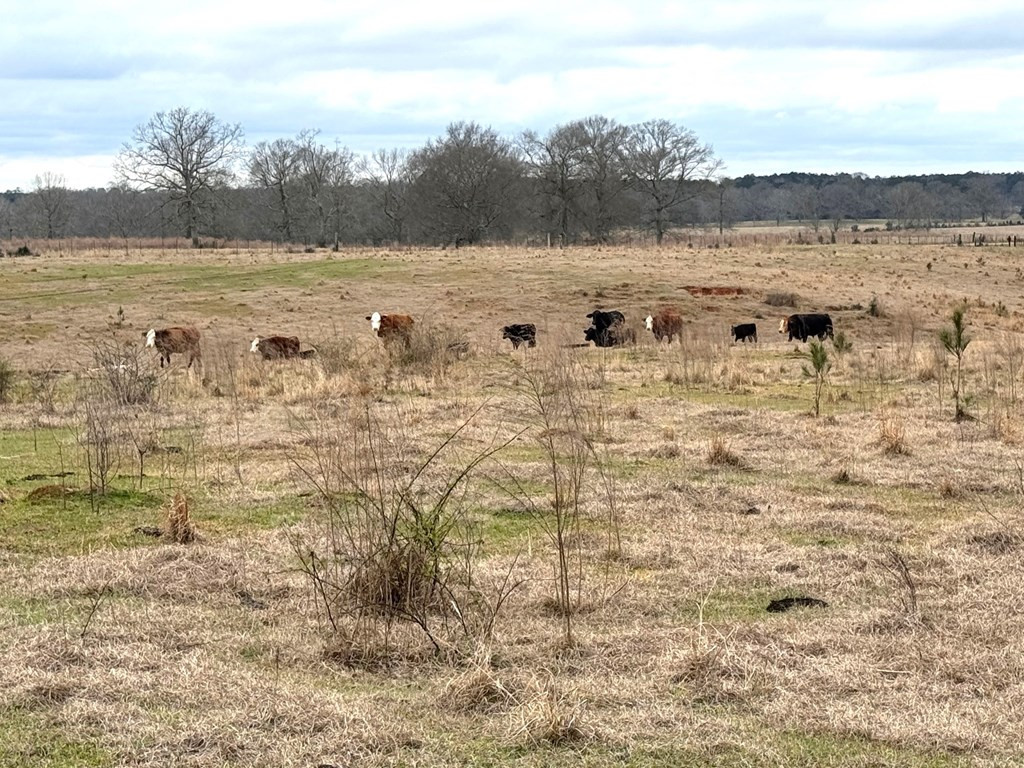 Xxx Emerald State Line Road Osyka, MS 39657 - Photo 5 of 20 Photo 5