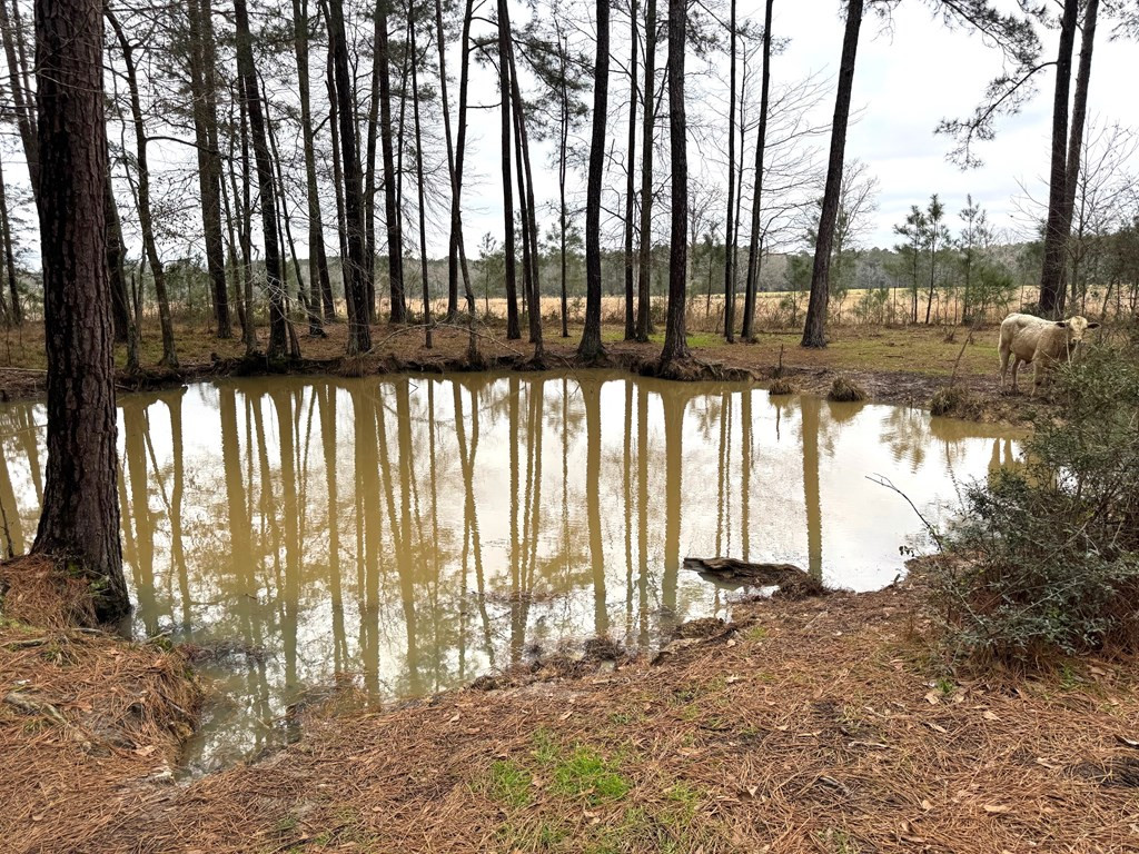 Xxx Emerald State Line Road Osyka, MS 39657 - Photo 9 of 20 Photo 9